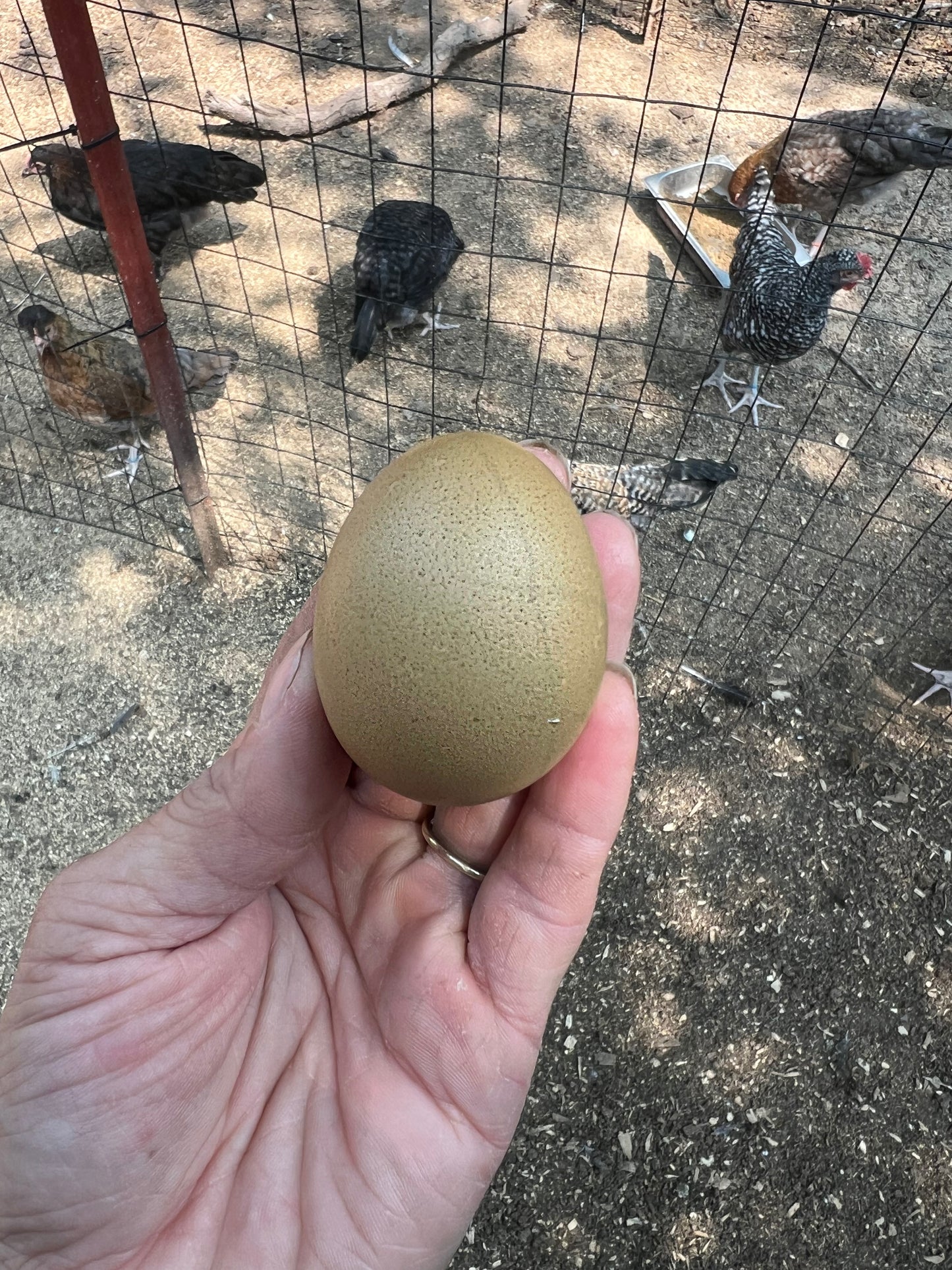 Olive Hatching Eggs