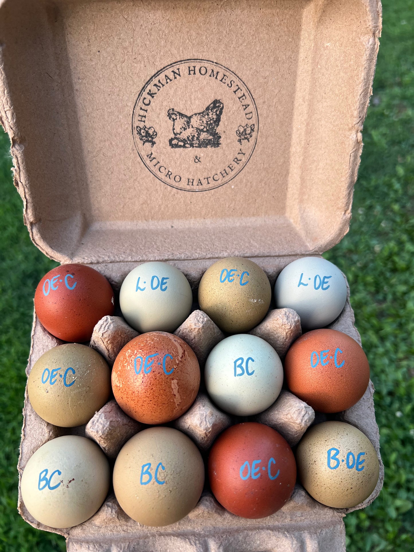 Olive Hatching Eggs