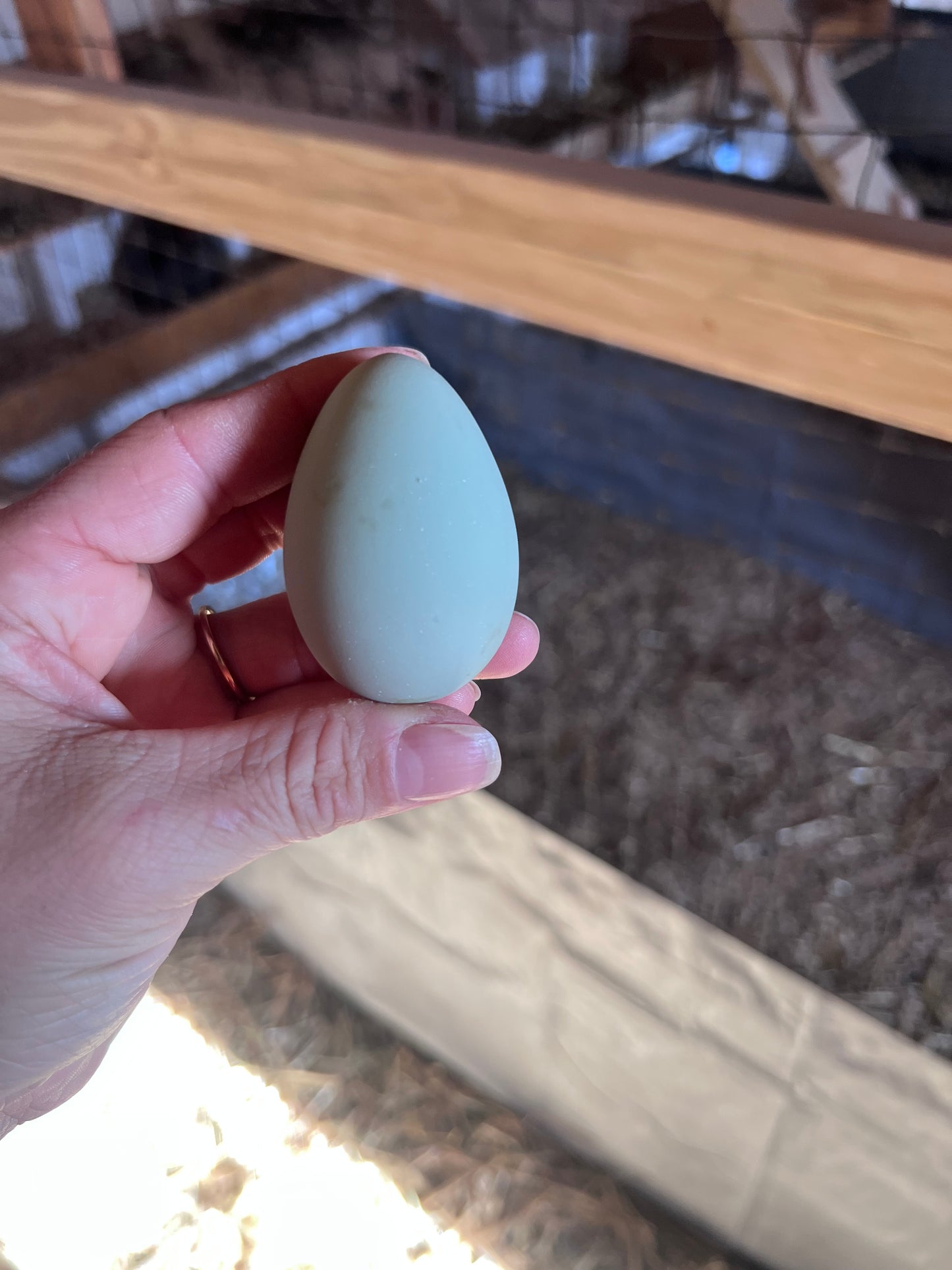 Lavender Cuckoo Ameraucana Hatching Eggs