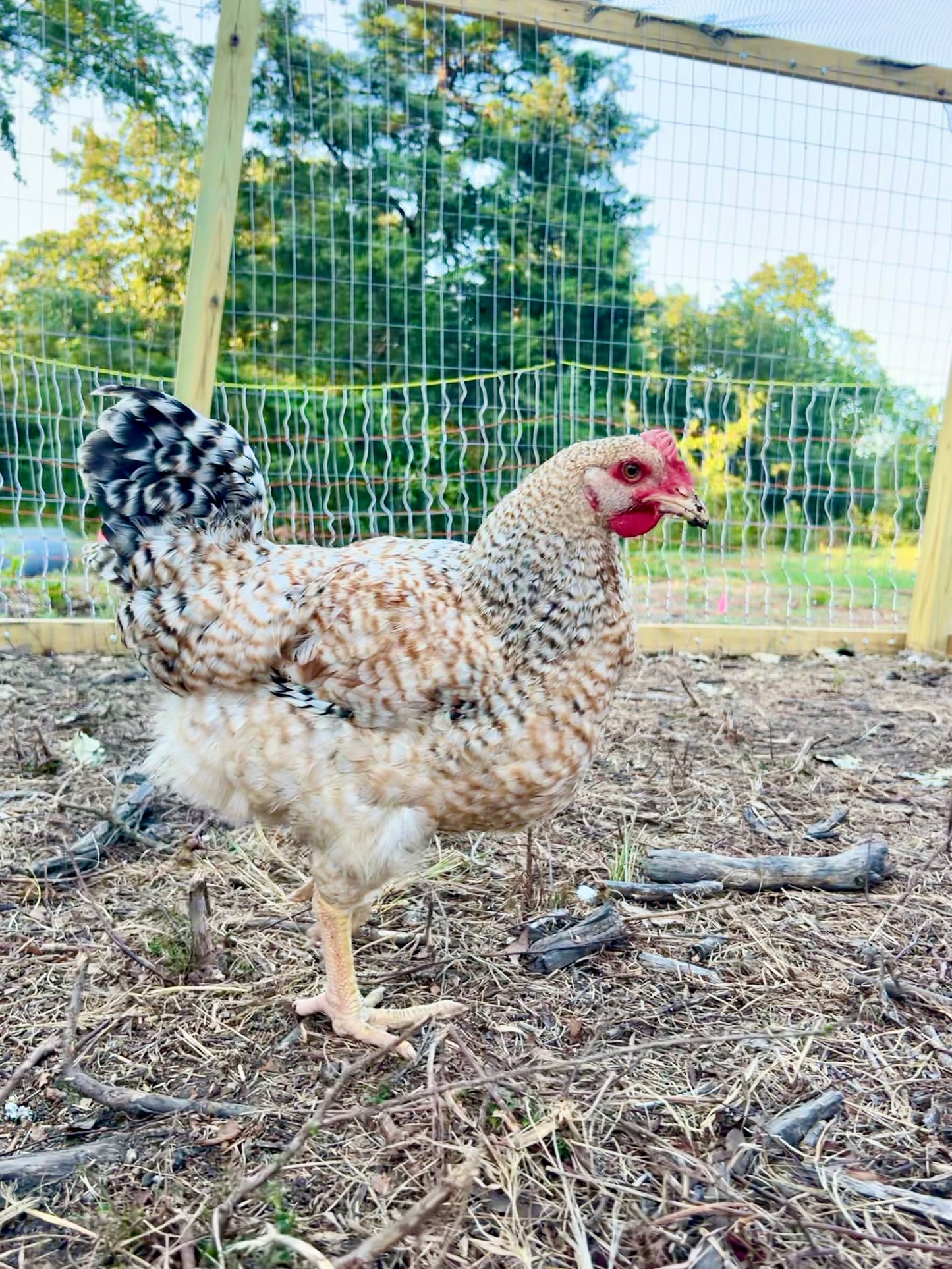 Lemon Cuckoo Niederrheiner Hatching Eggs