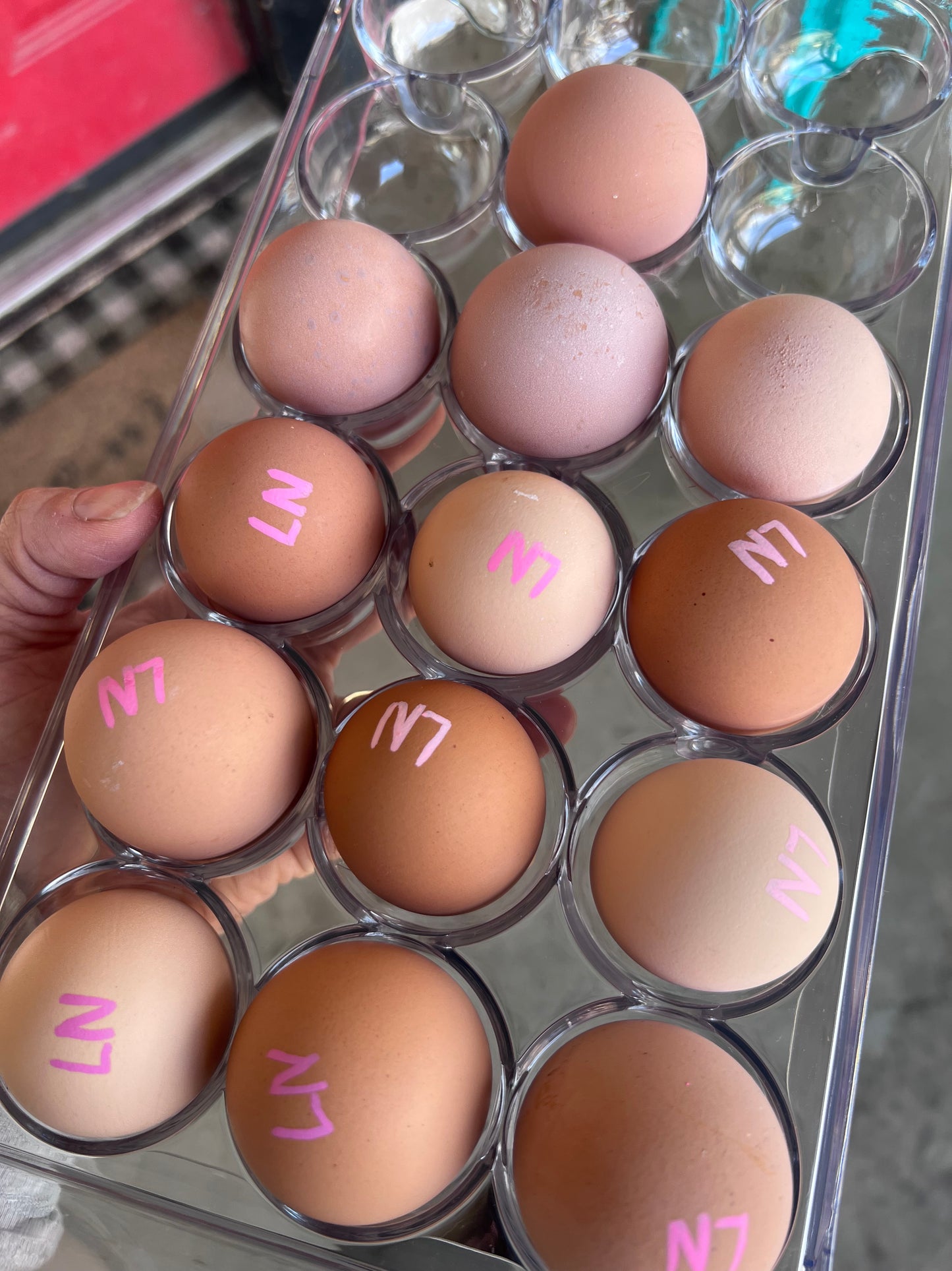 Lemon Cuckoo Niederrheiner Hatching Eggs