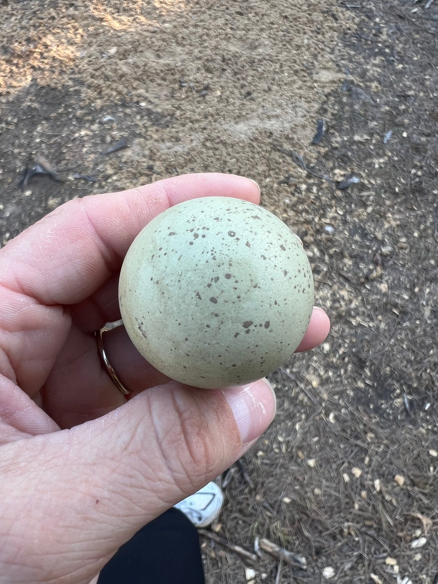 Silverudd Hatching Eggs