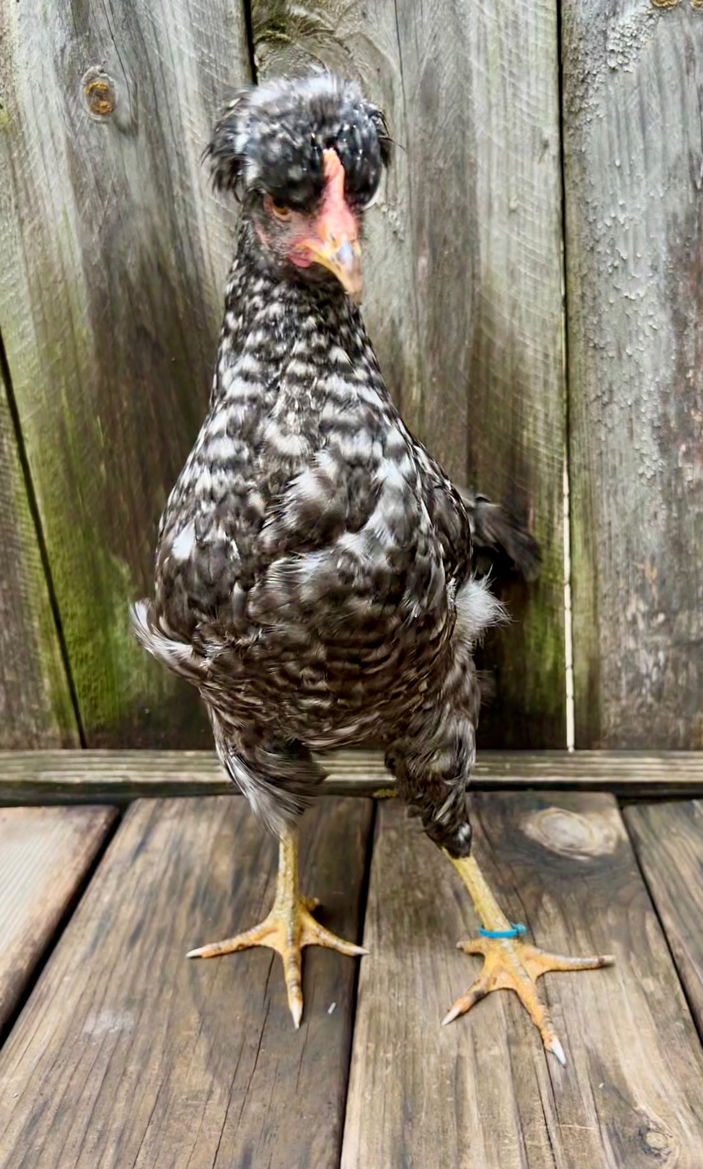 F3+ Hatching Eggs