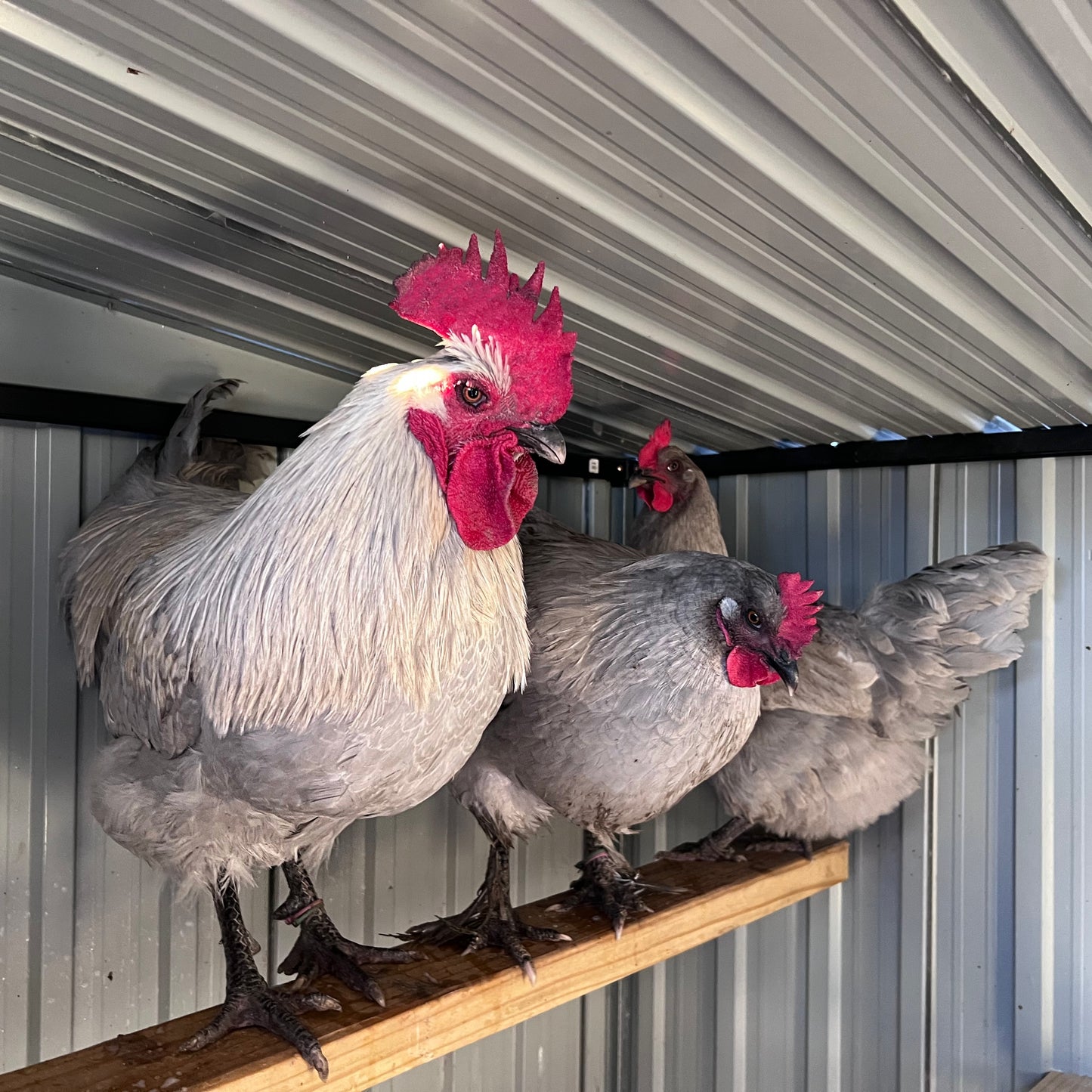 Lavender Birchen Maran Chicks