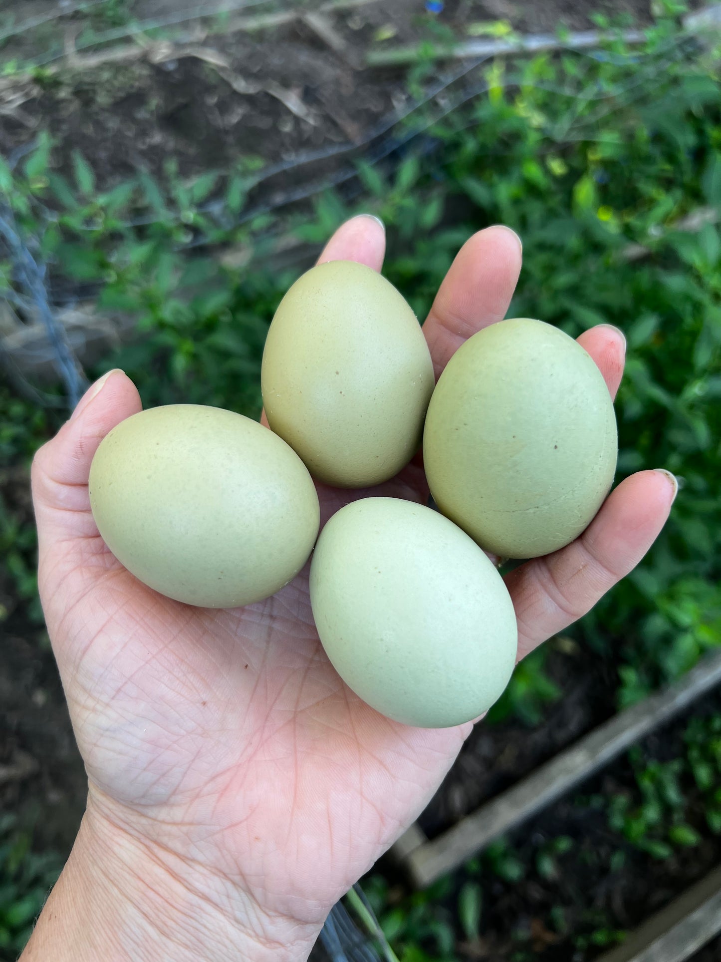 Olive Chicks
