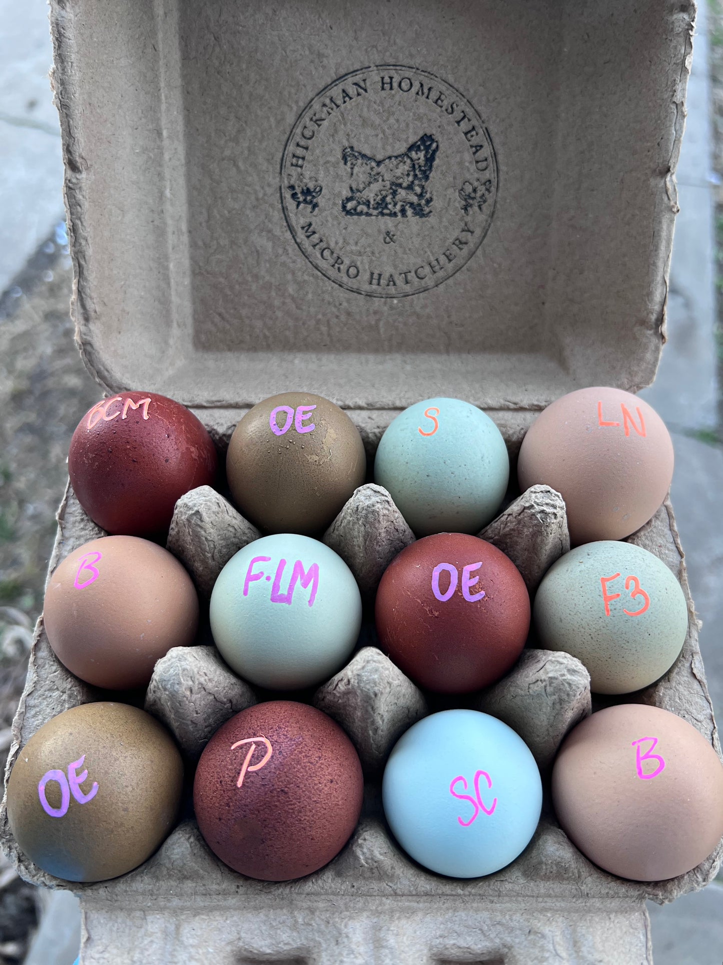 SURPRISE Rainbow ๐ Chicks