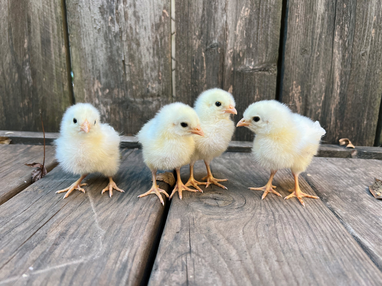 Schijndelaar Hatching Eggs