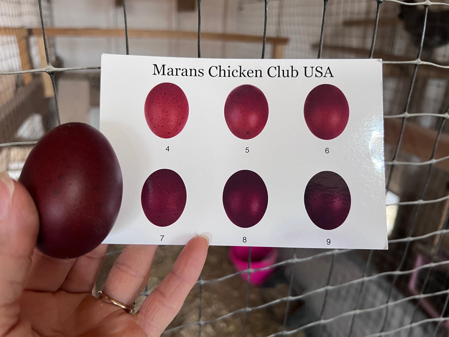 Black Copper Marans Hatching Eggs