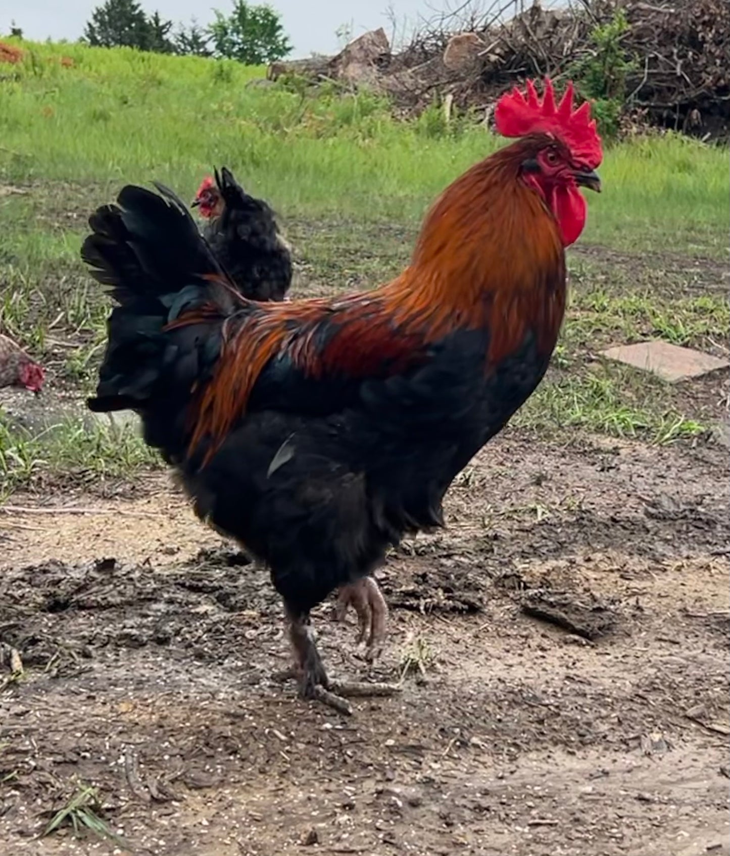 Black Copper Marans Chicks