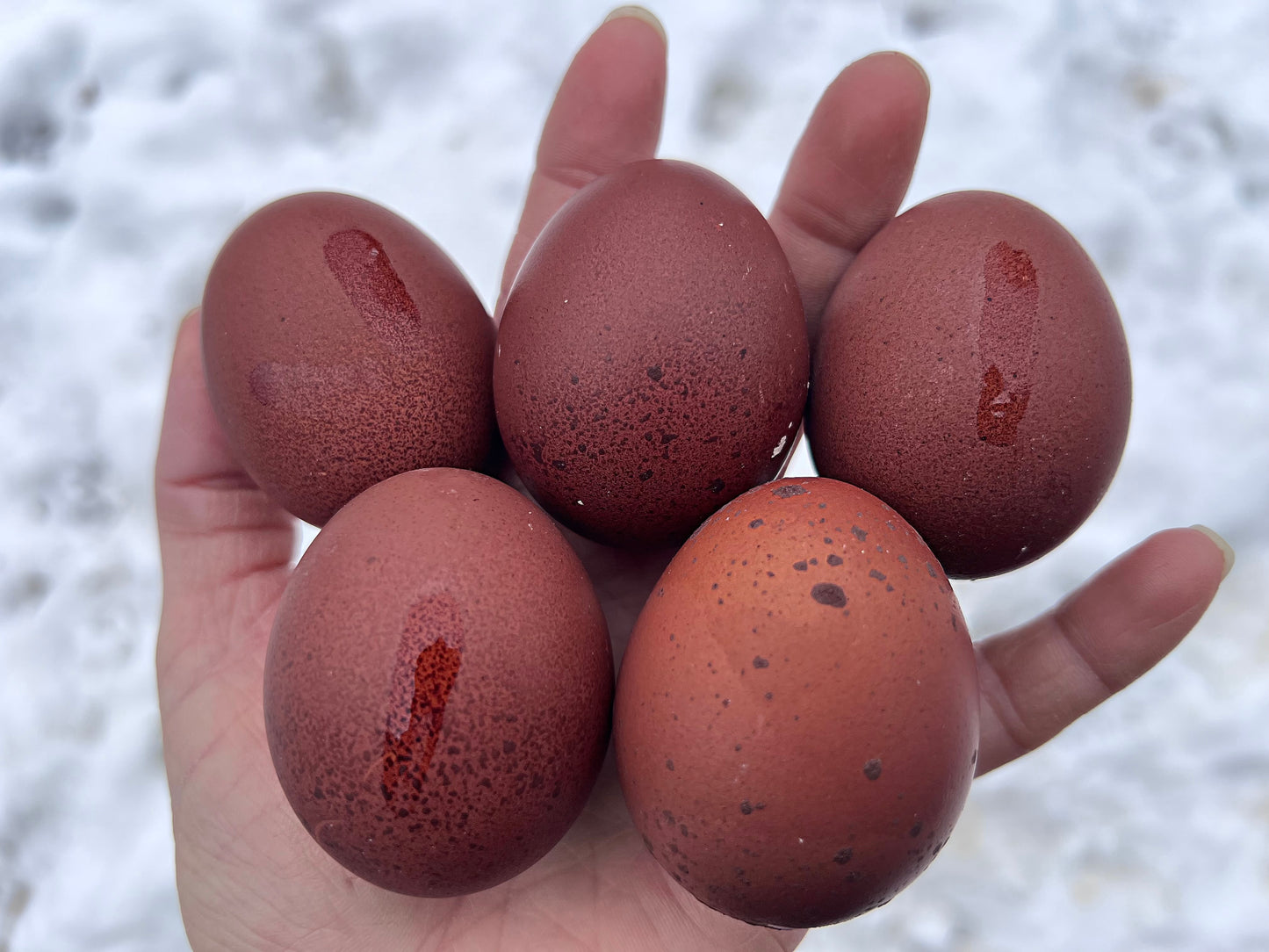 Crele Penedesenca Hatching Eggs