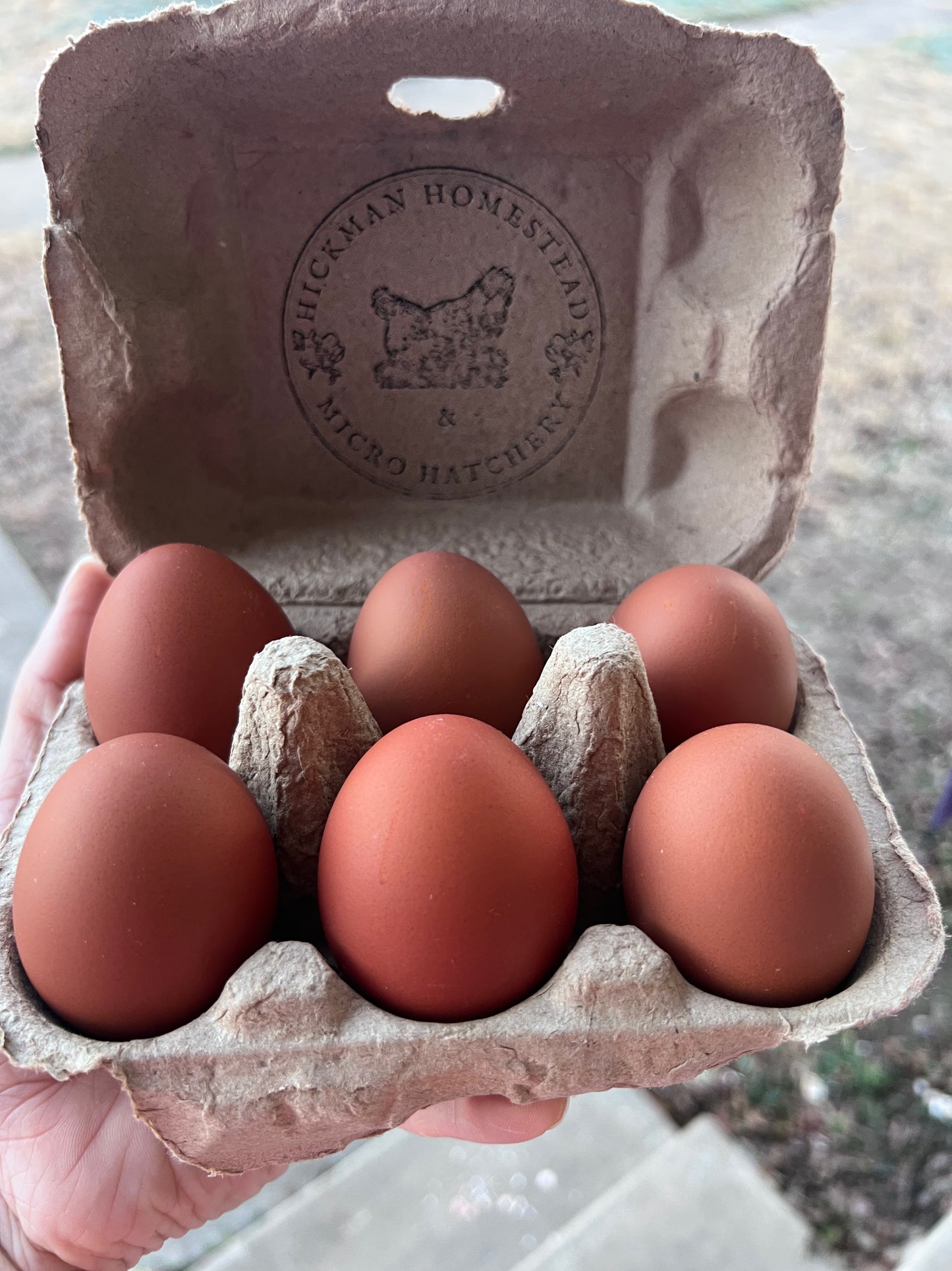 Crele Penedesenca Chicks