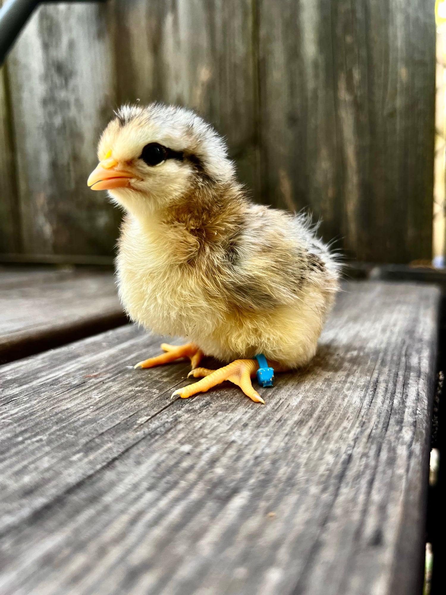 Baby Chicks