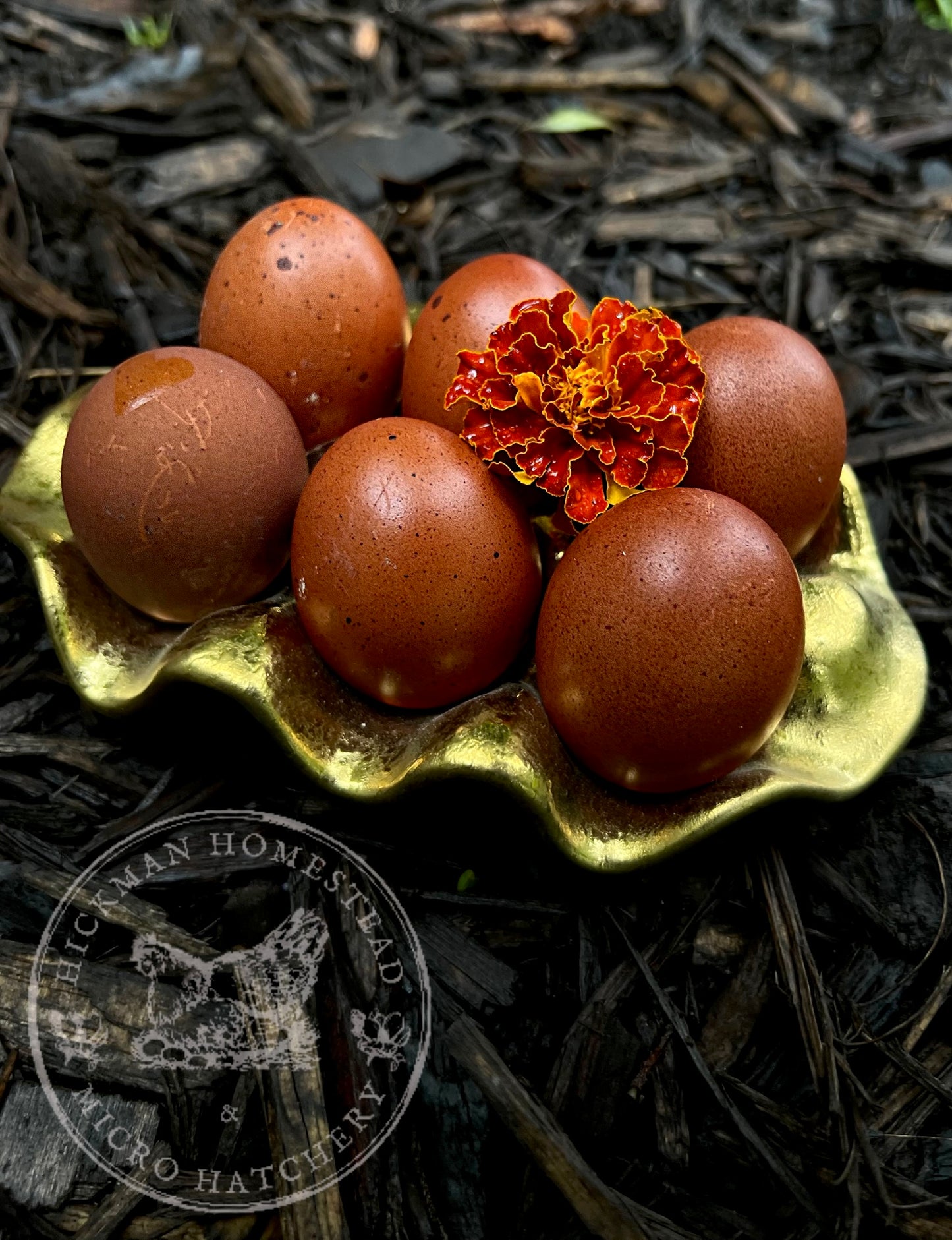 Black Copper Marans Hatching Eggs