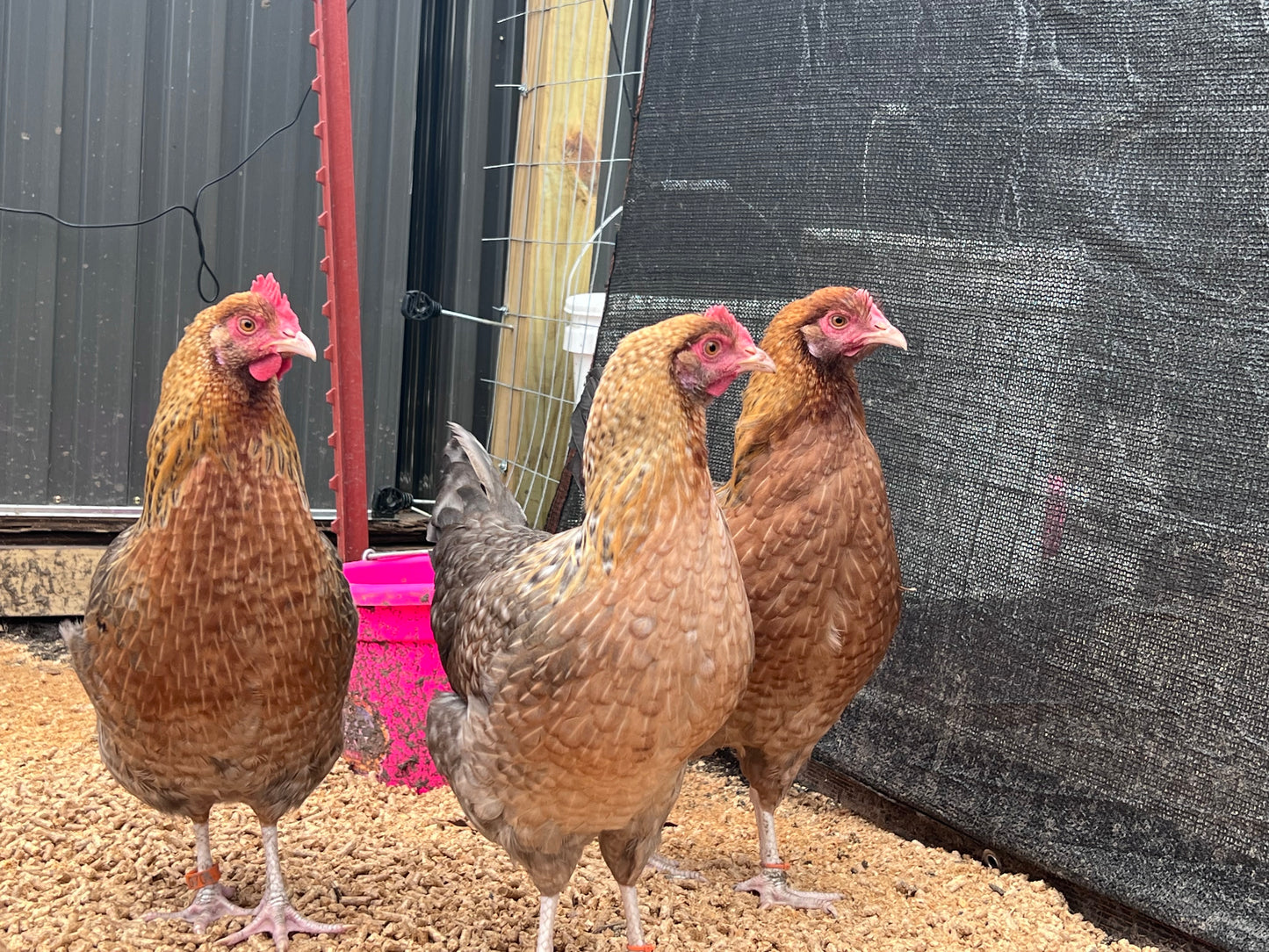 Crele Penedesenca Chicks