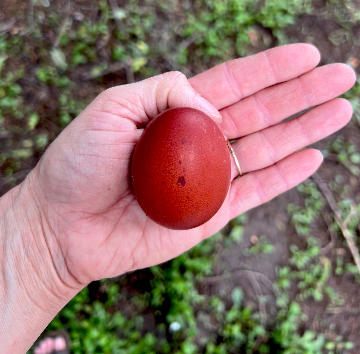 Black Copper Marans Chicks