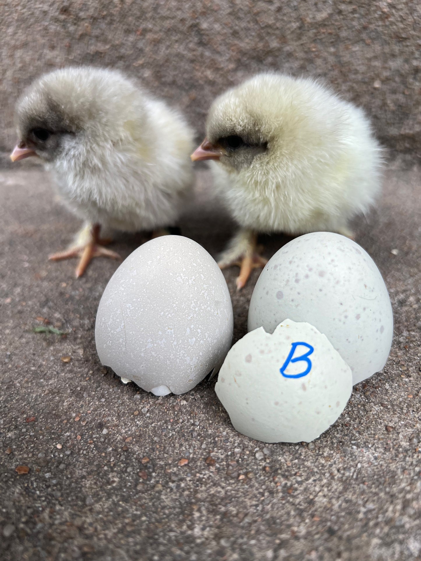 Create Your Own Custom Dozen