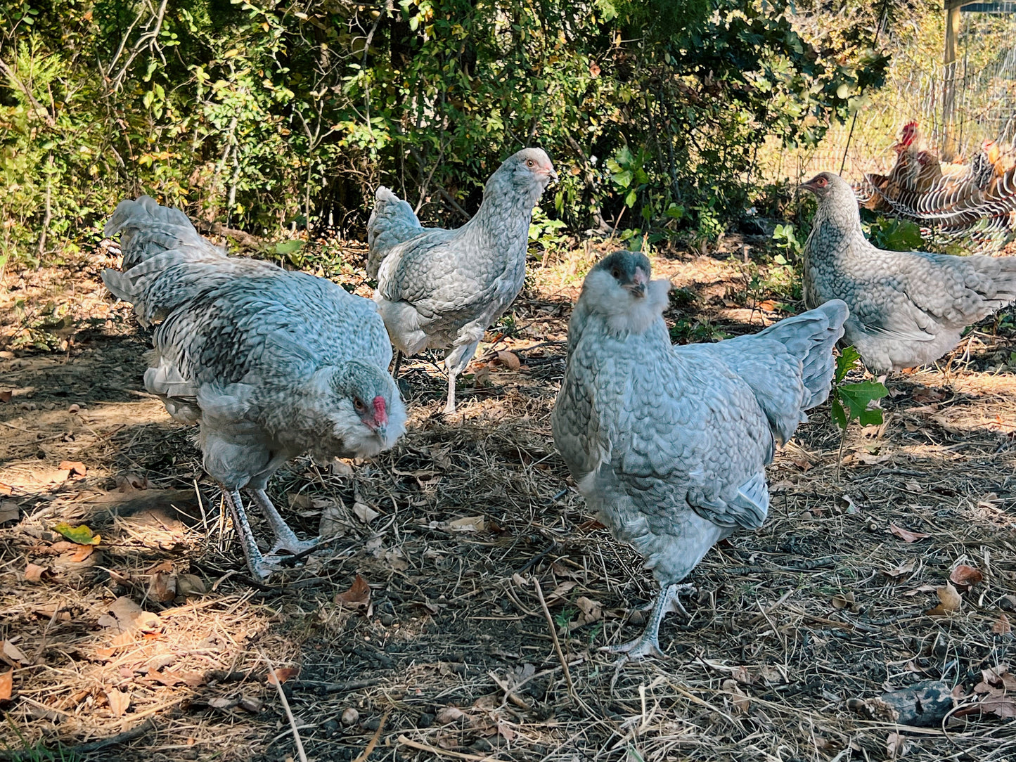 Lavender Cuckoo Ameraucana Chicks