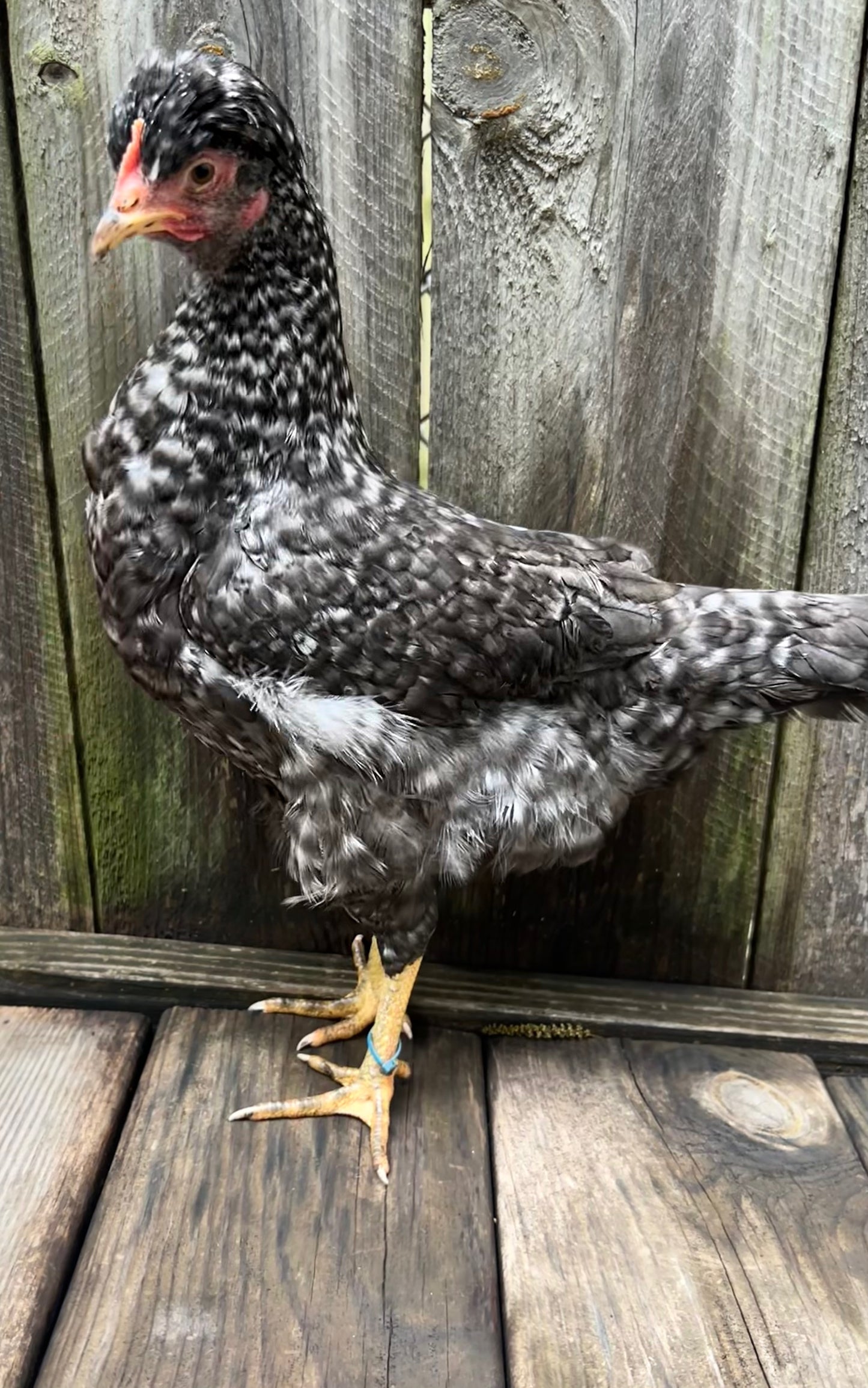F3+ Hatching Eggs