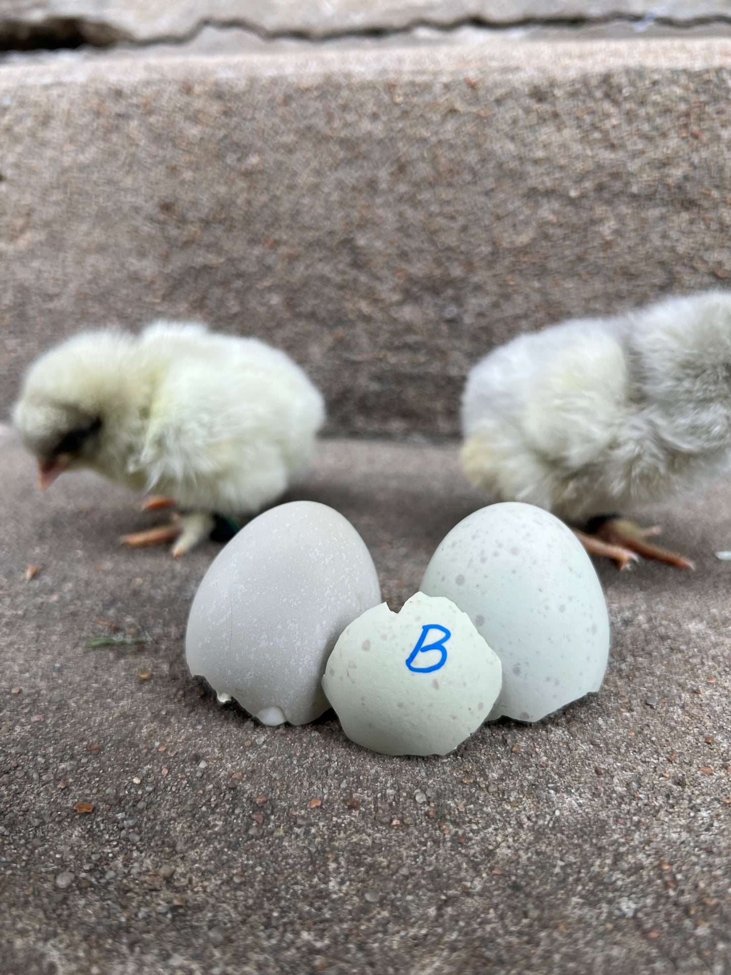 Bianca Splash Olive Chicks
