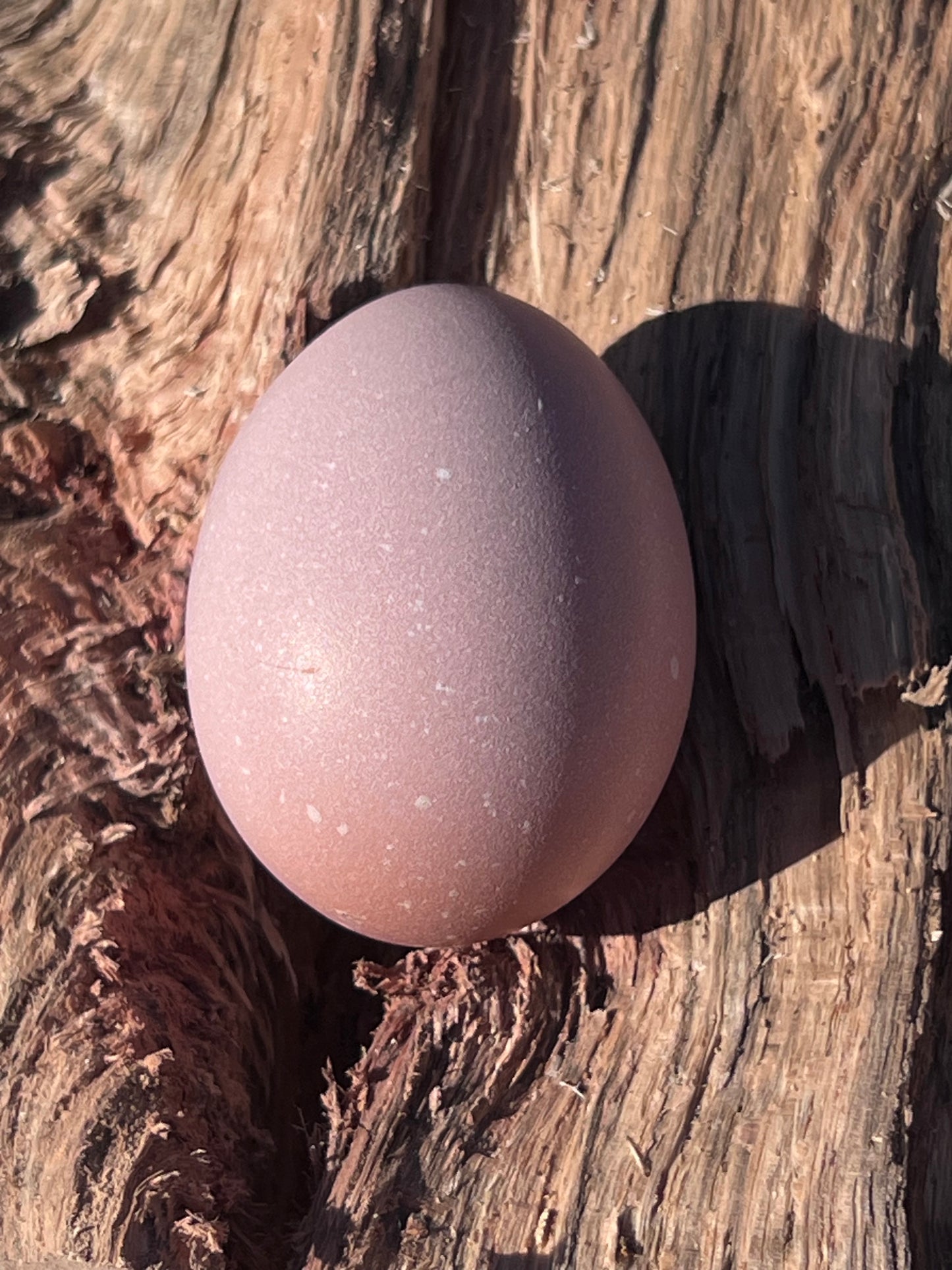 Bianca~ The Original Hatching Eggs