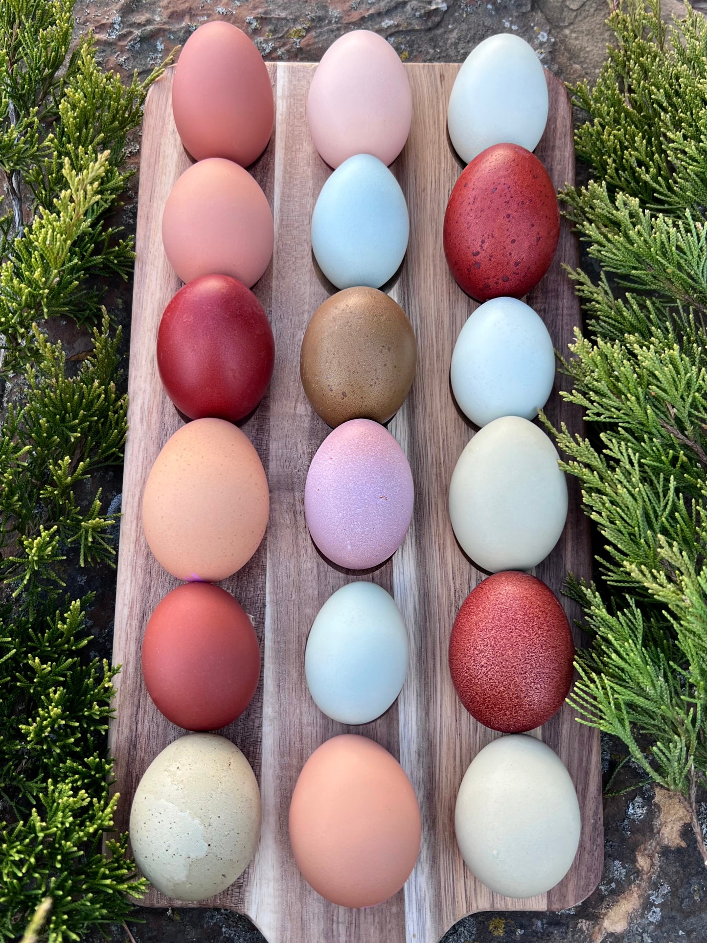 SURPRISE Rainbow 🌈 Chicks