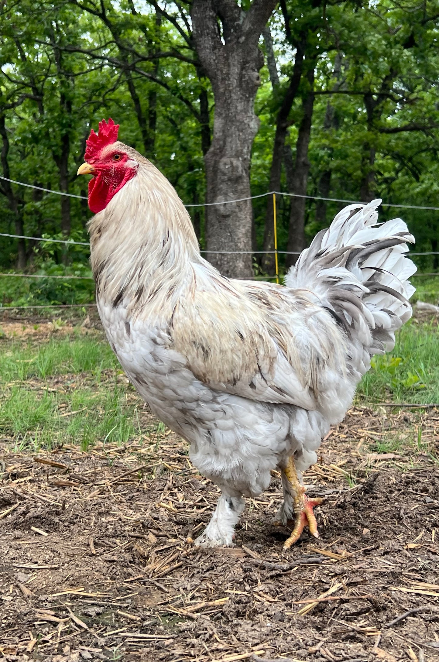 Bianca Chicks