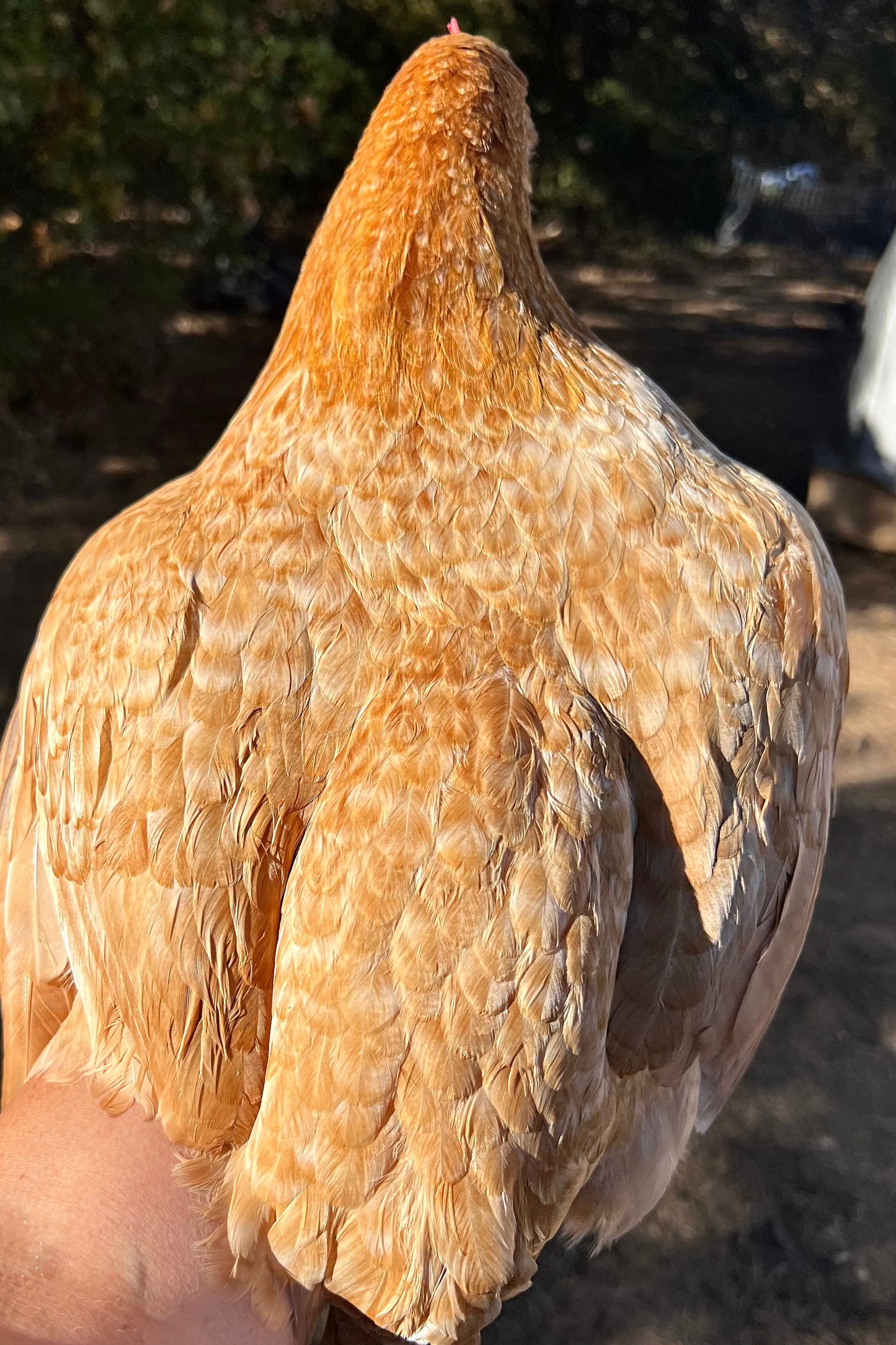 Lemon Cuckoo Niederrheiner Hatching Eggs