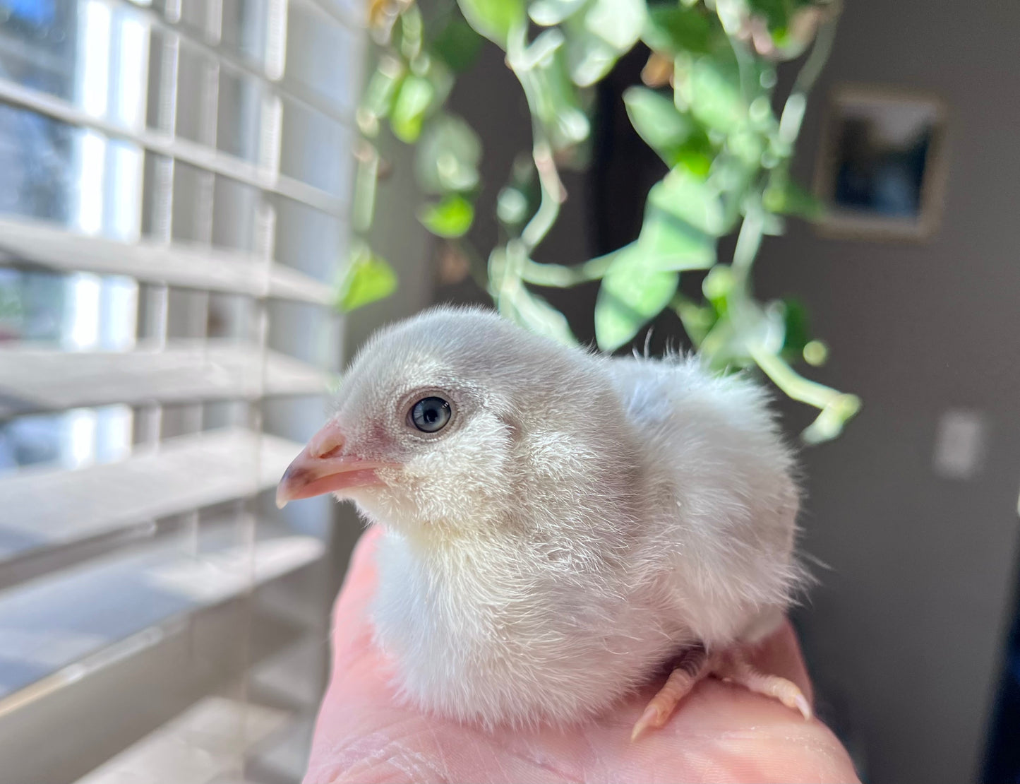 Lavender Cuckoo Ameraucana Chicks