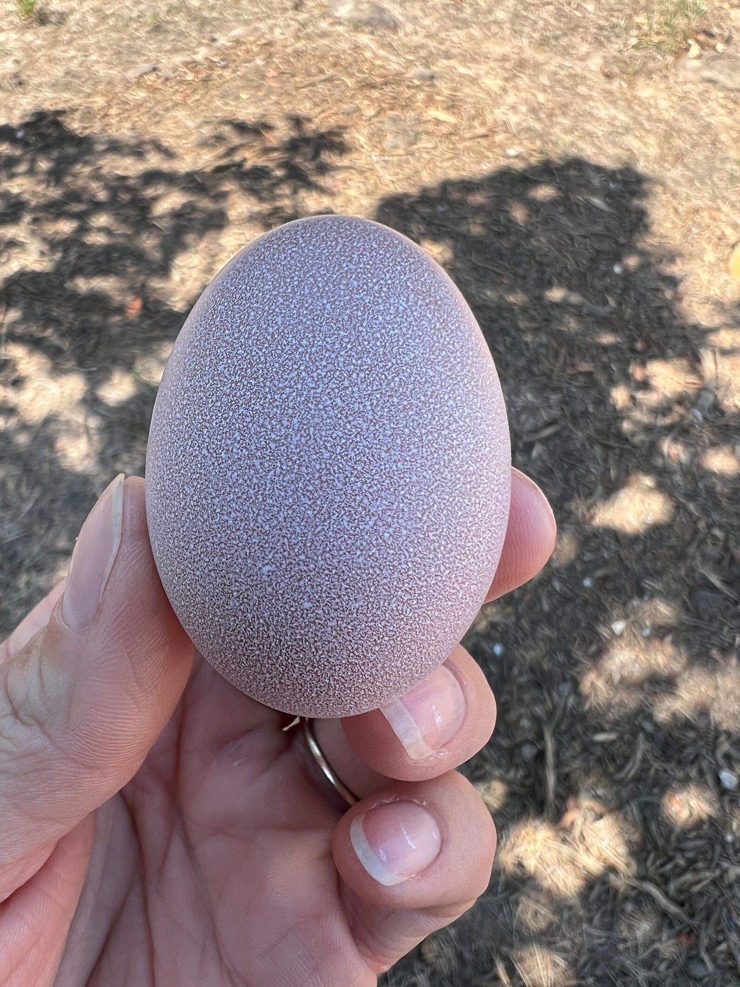 Lavender Birchen Marans Hatching Eggs