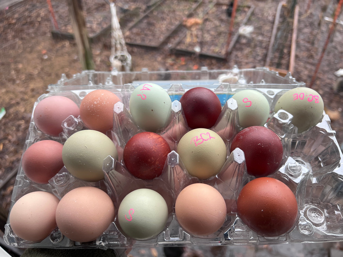 SURPRISE Rainbow 🌈 Chicks