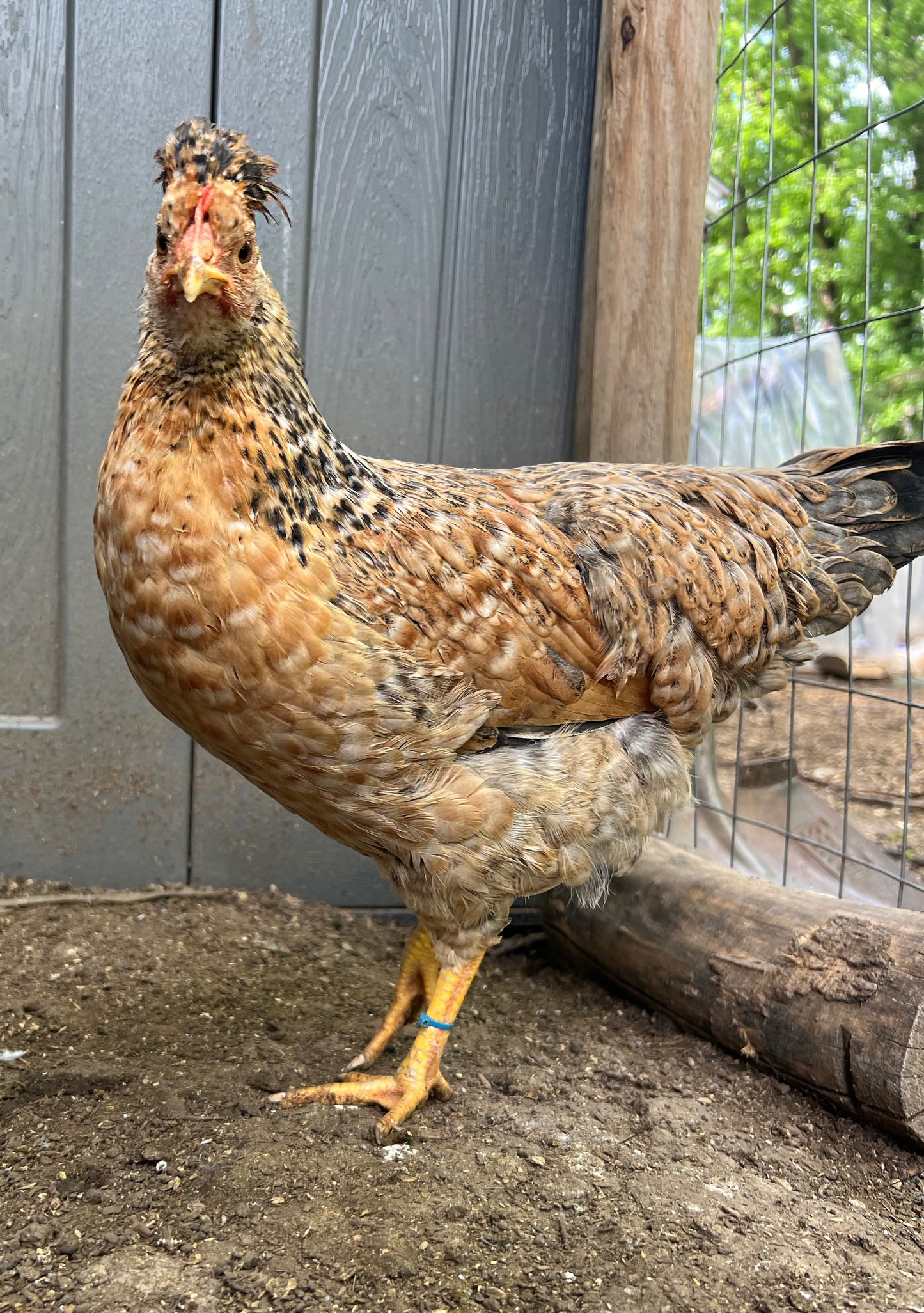 F3+ Hatching Eggs