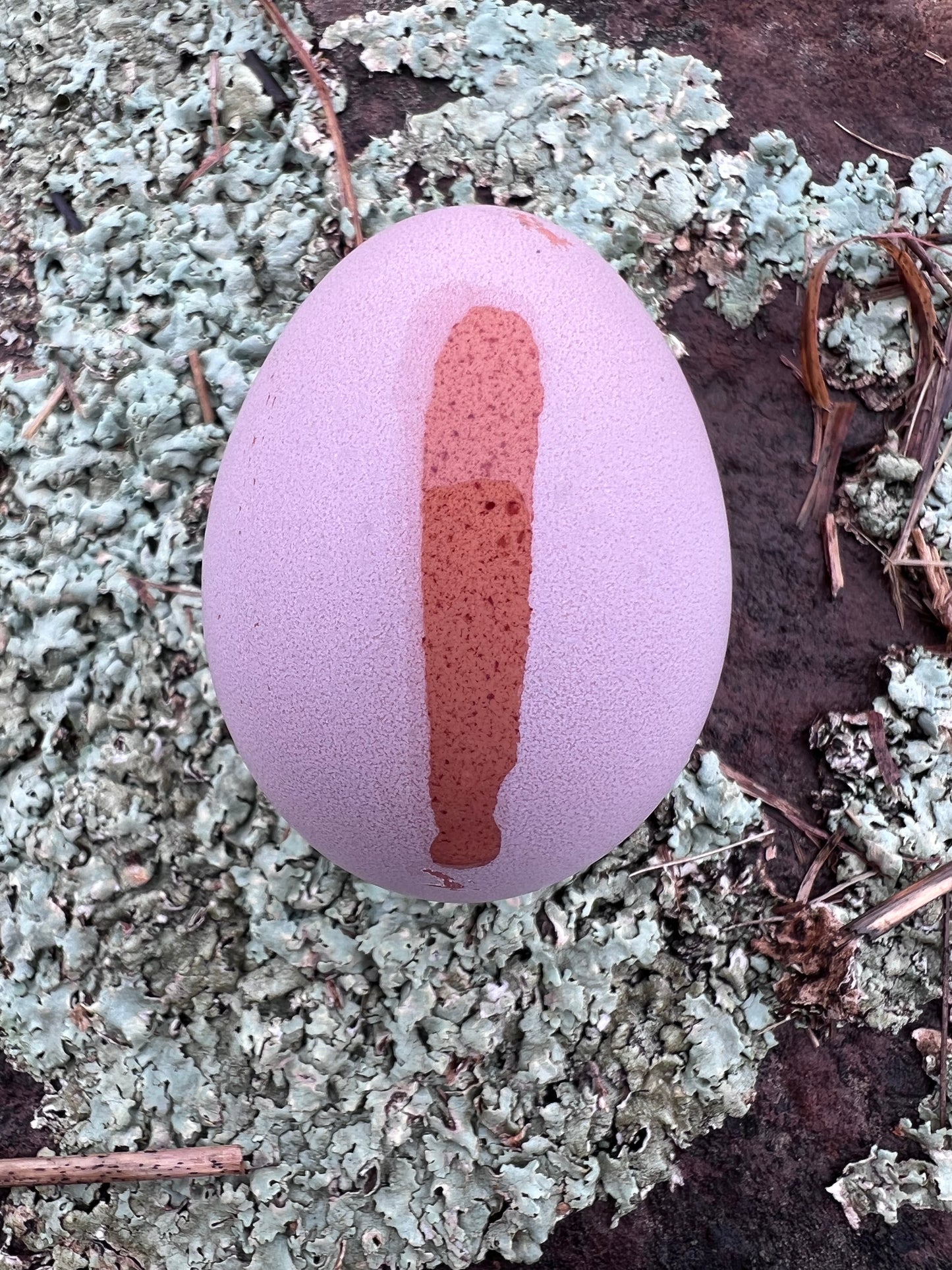 Lavender Birchen Marans Hatching Eggs