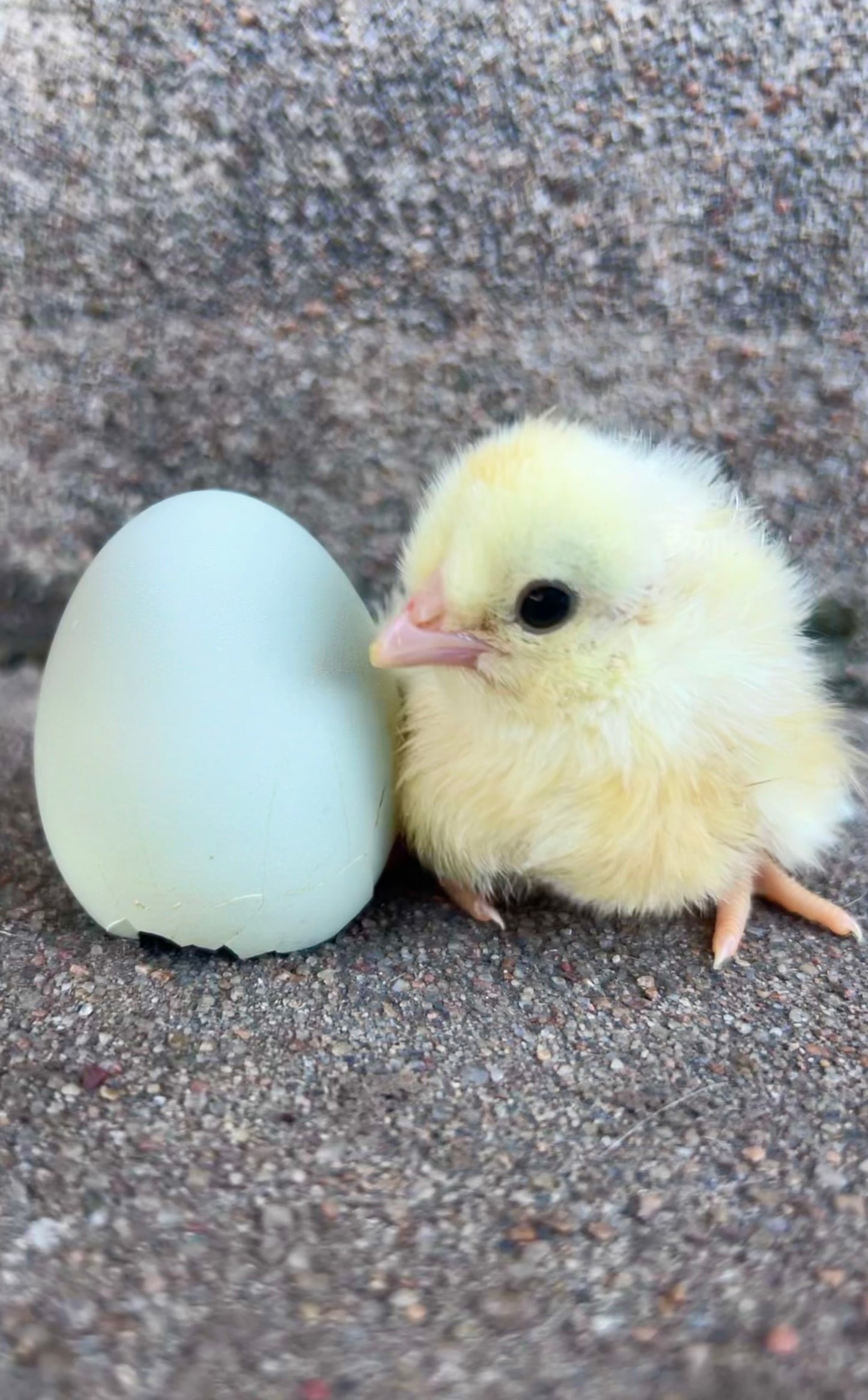Schijndelaar Hatching Eggs