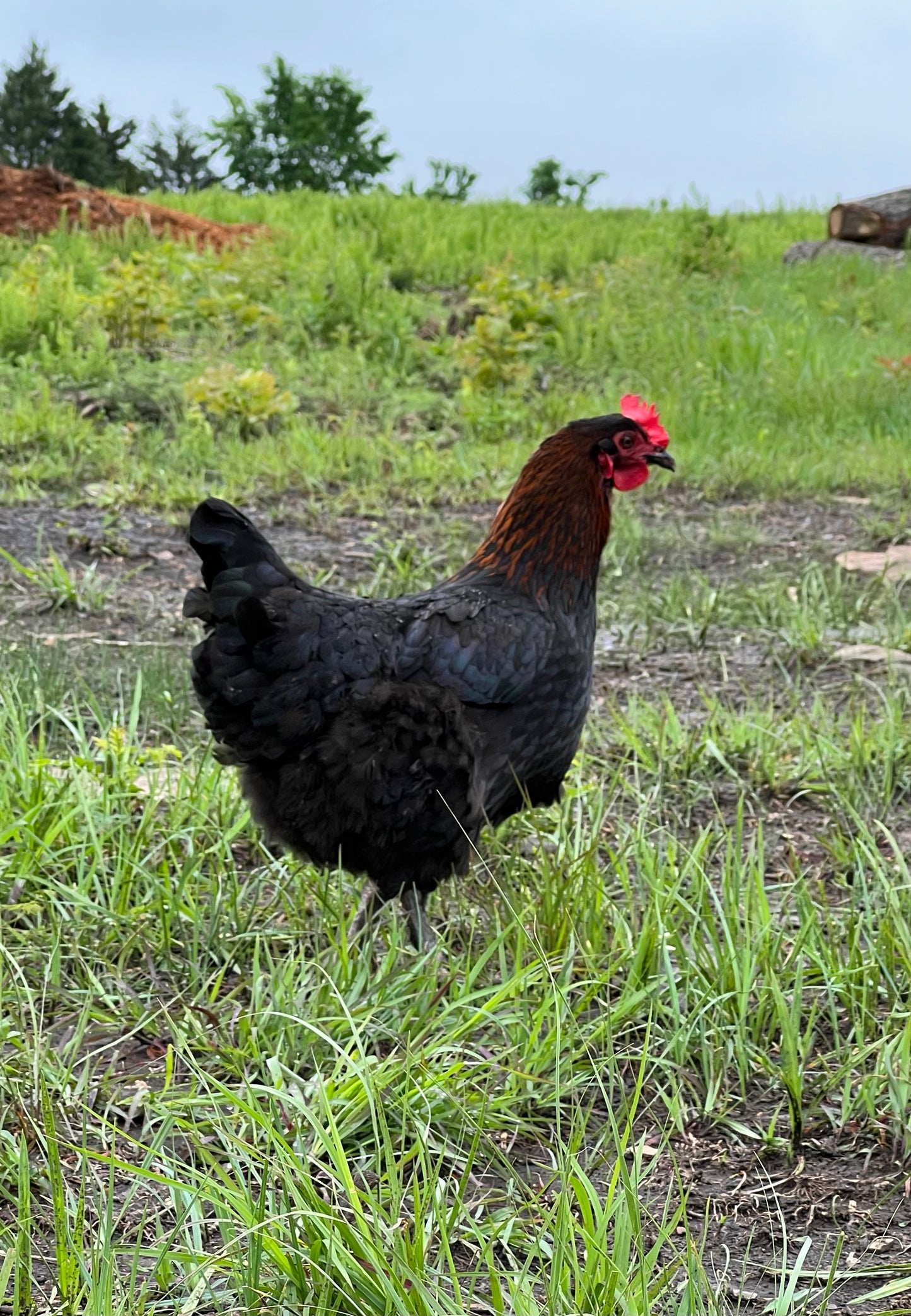 Black Copper Marans Hatching Eggs