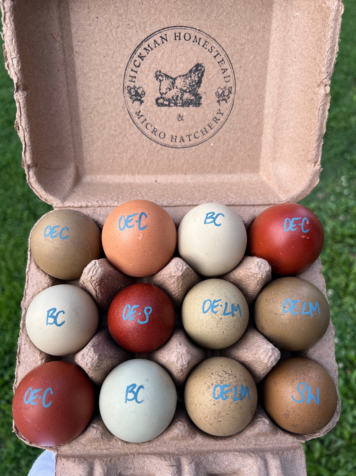 Olive Hatching Eggs