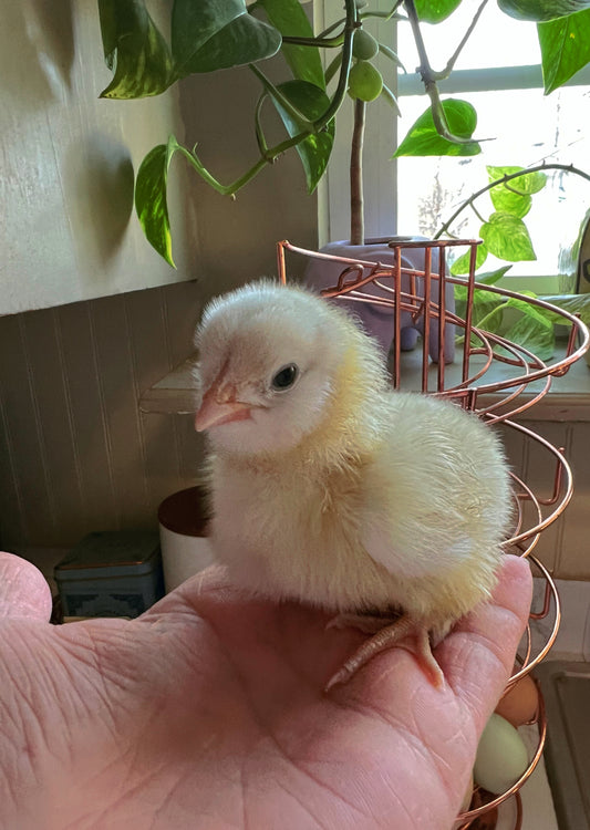 Cuckoo Variation Baby Chicks