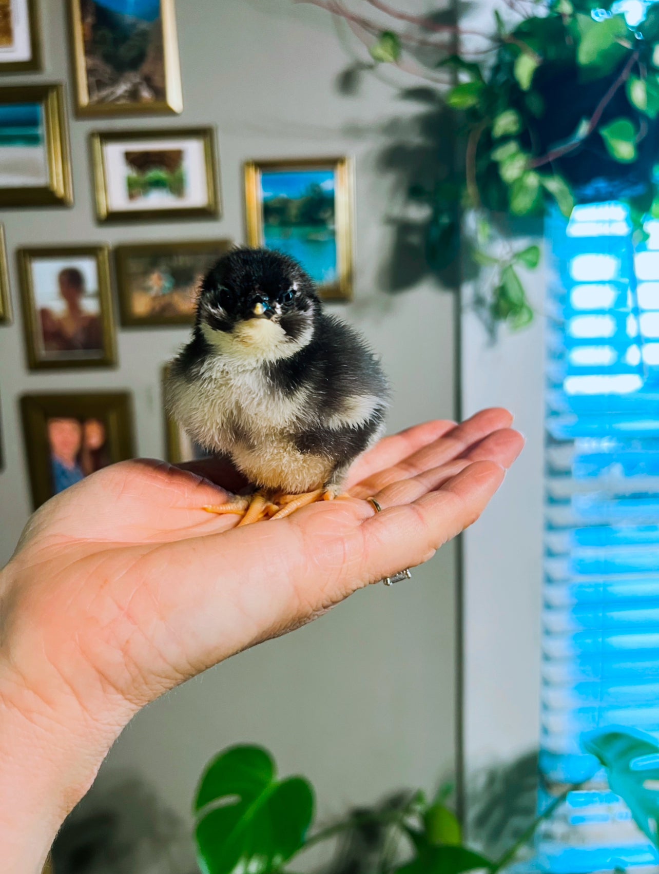 Black Copper Marans Chicks