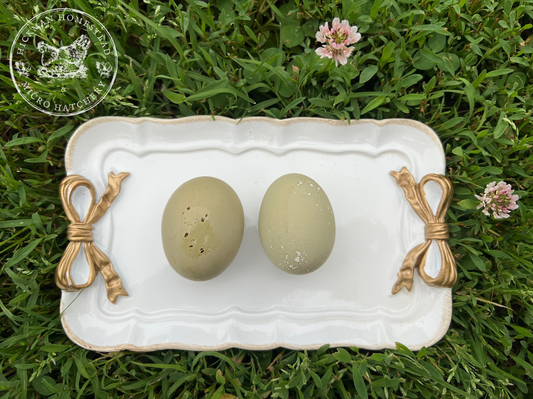 Silver Cream Hatching Eggs