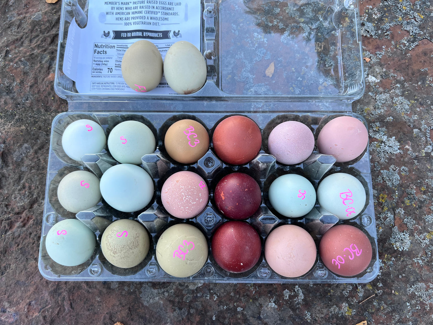 SURPRISE Rainbow 🌈 Chicks