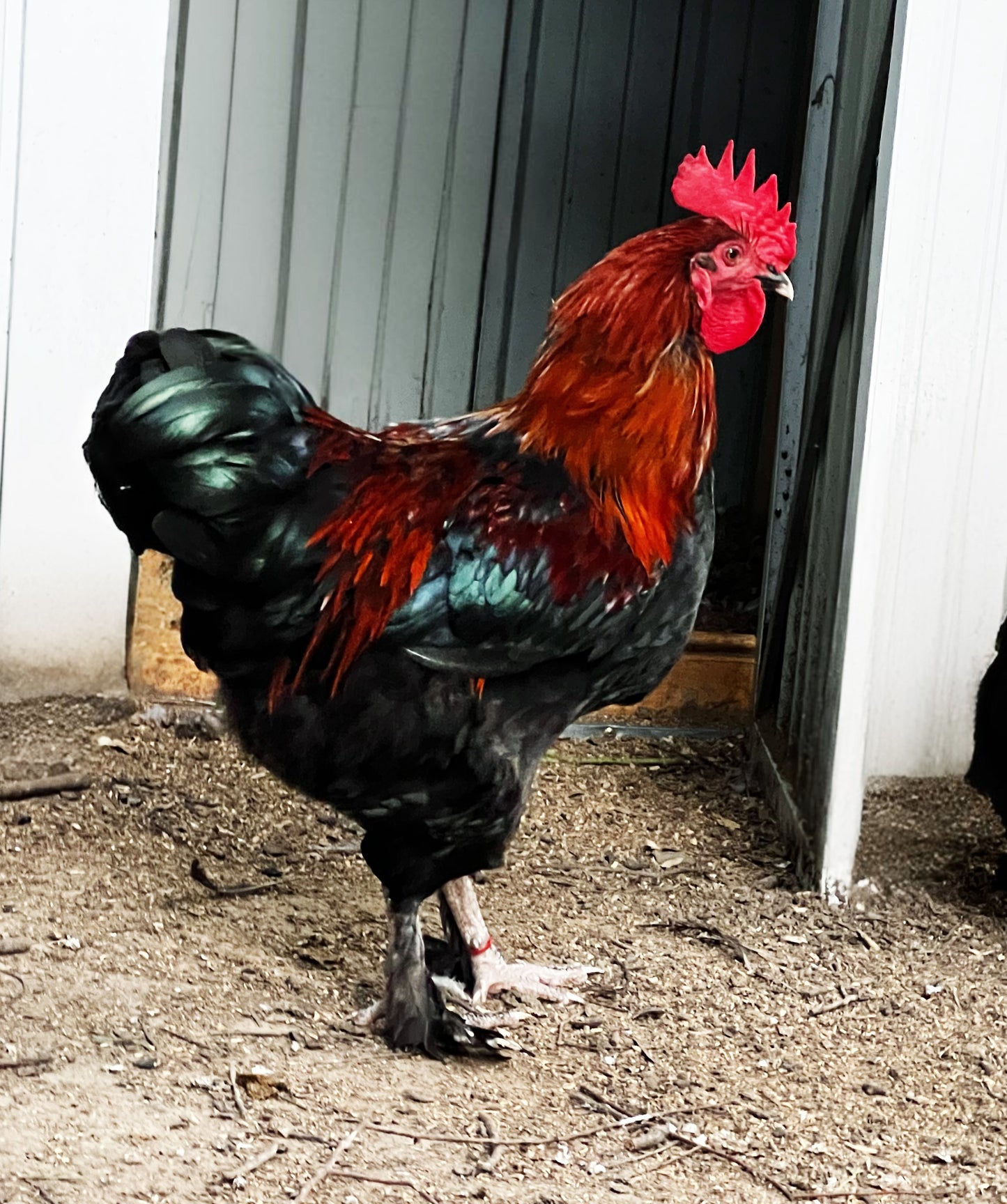 Black Copper Marans Chicks