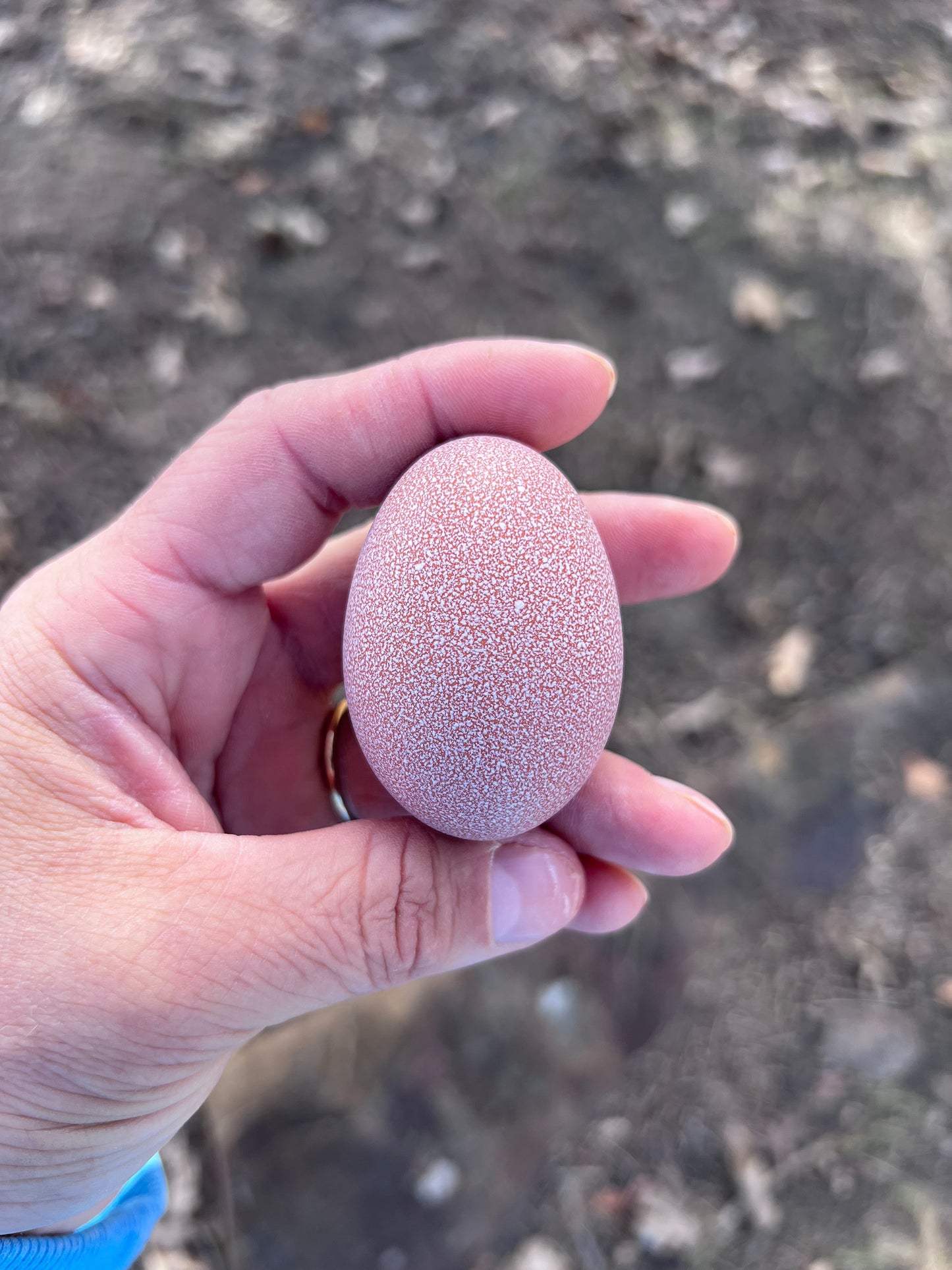 Lavender Birchen Marans Hatching Eggs