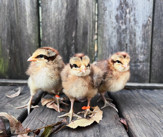 Crele Penedesenca Chicks