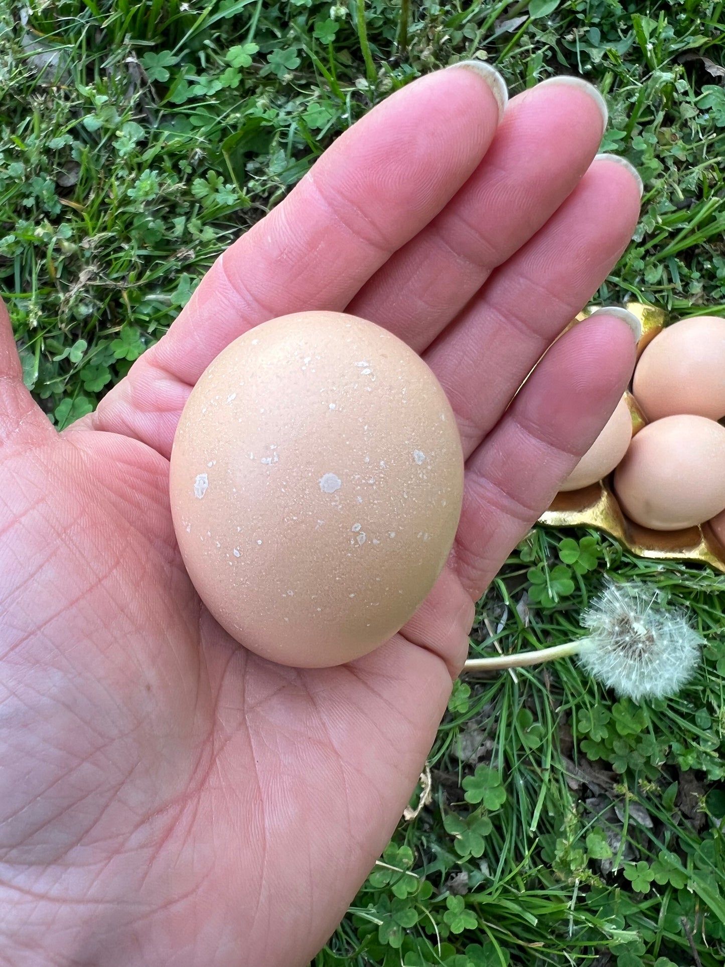 Lemon Cuckoo Niederrheiner Chicks