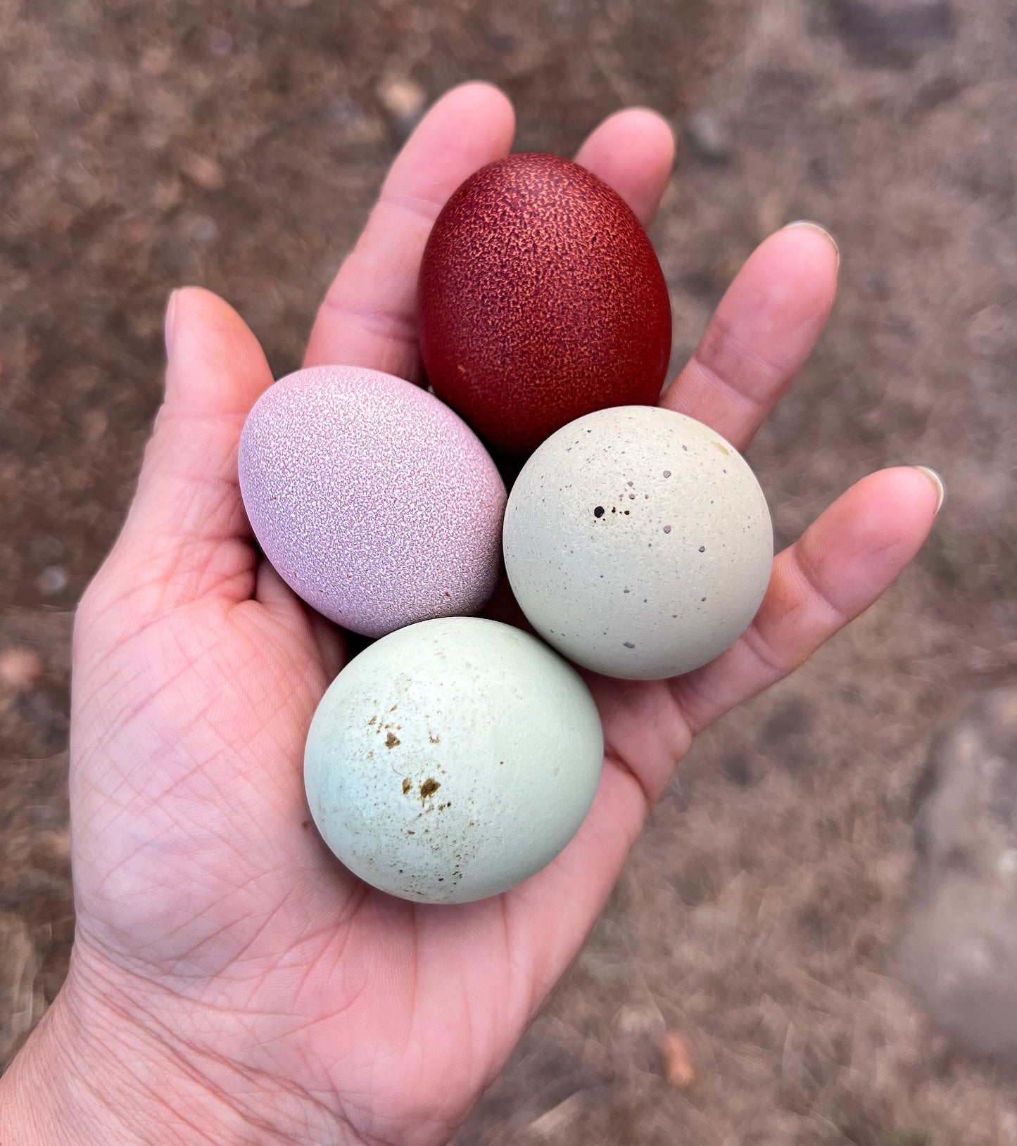 Lavender Birchen Marans Hatching Eggs