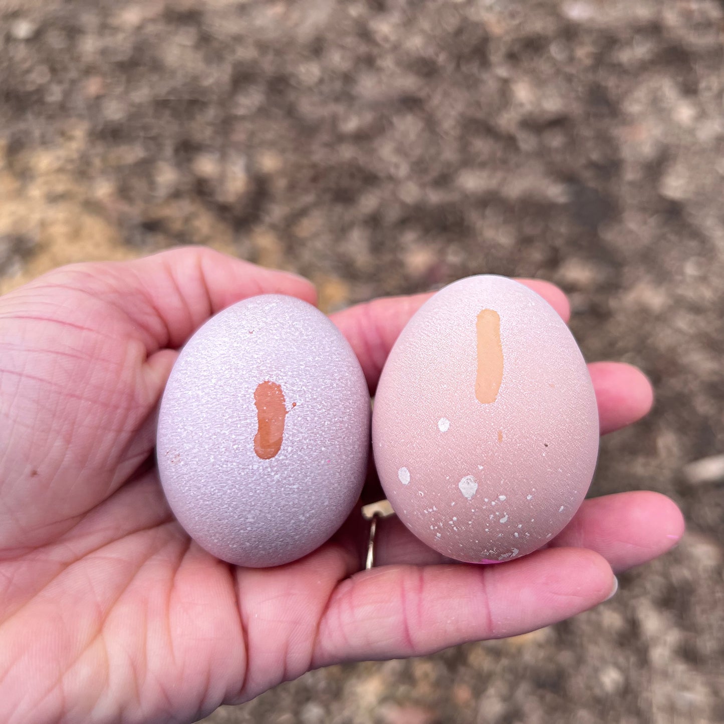 SURPRISE Rainbow 🌈 Chicks