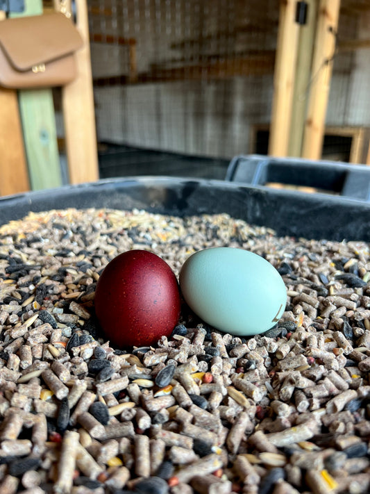 Black Copper Marans Hatching Eggs