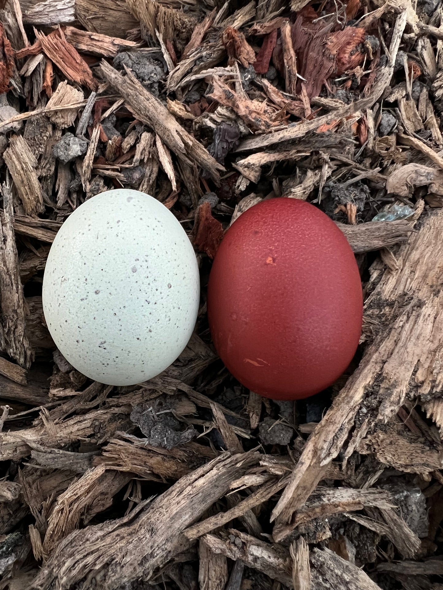 Black Copper Marans Hatching Eggs