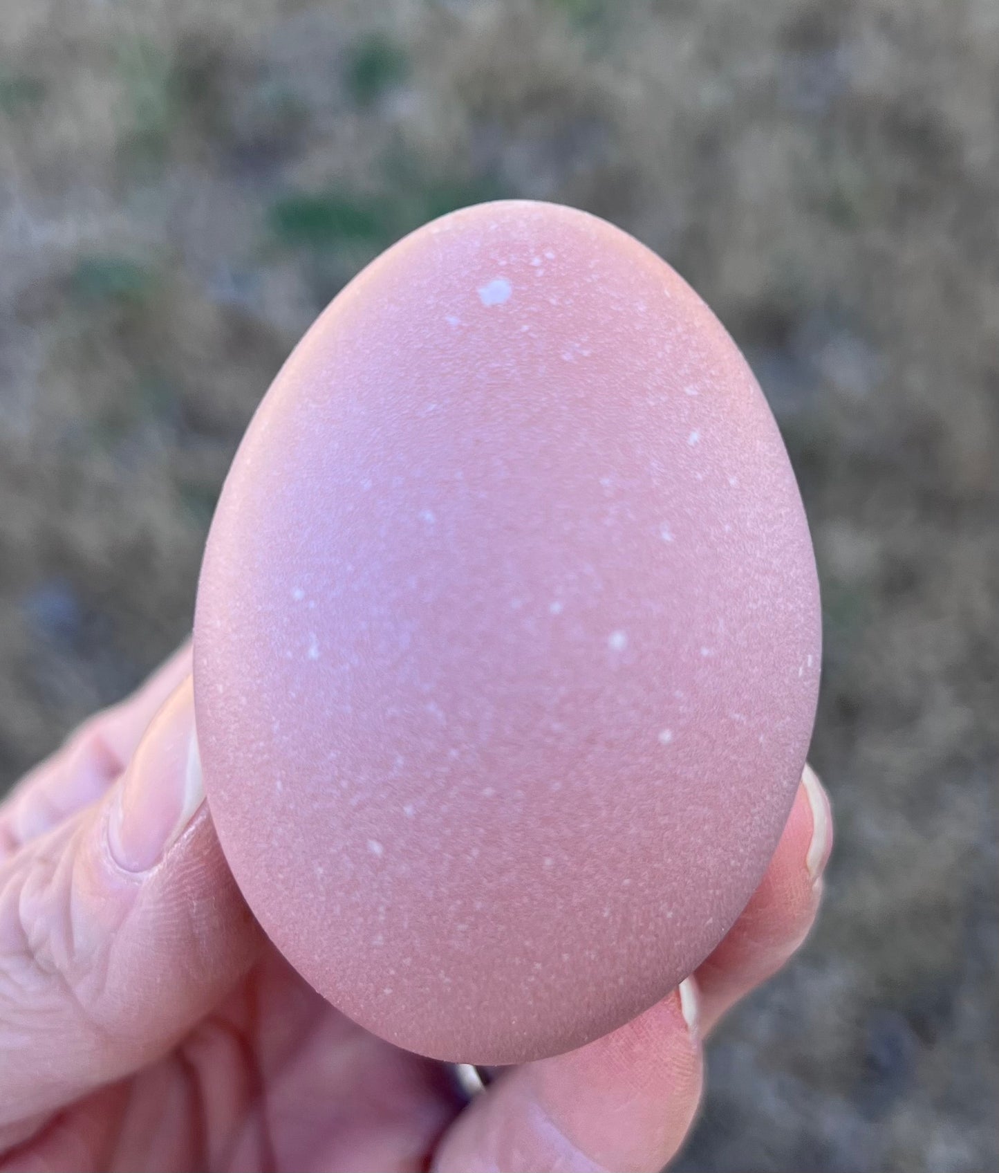 Lavender Birchen Marans Hatching Eggs