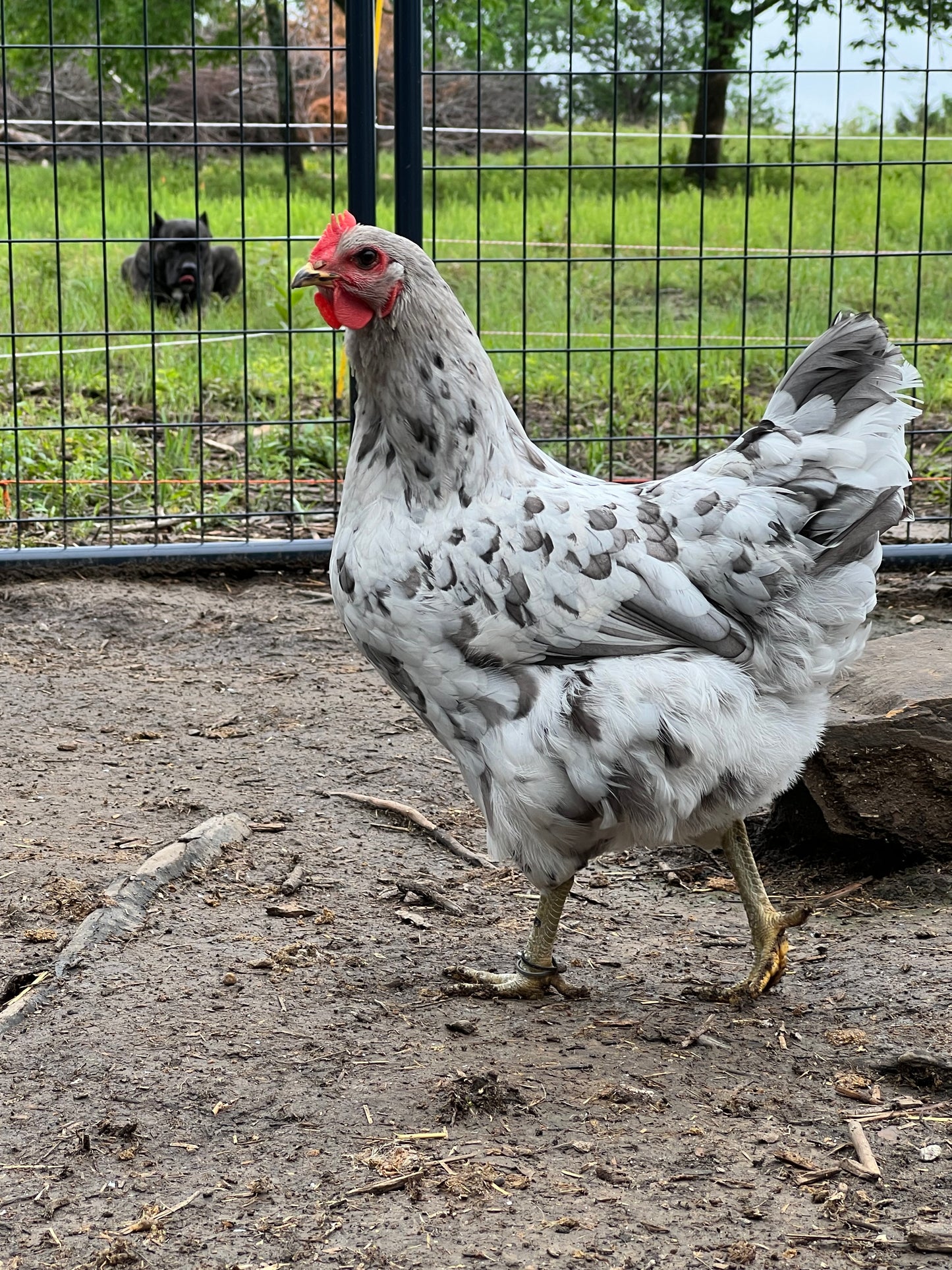 Bianca Splash Olive Chicks