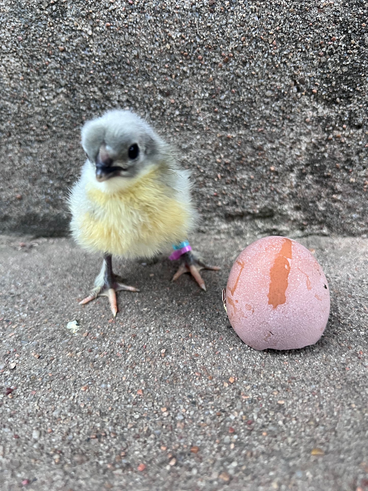 Lavender Birchen Maran Chicks